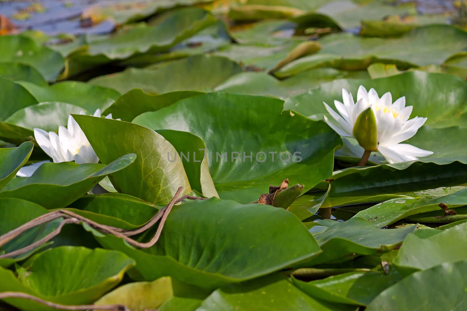 white waterlily by zhannaprokopeva