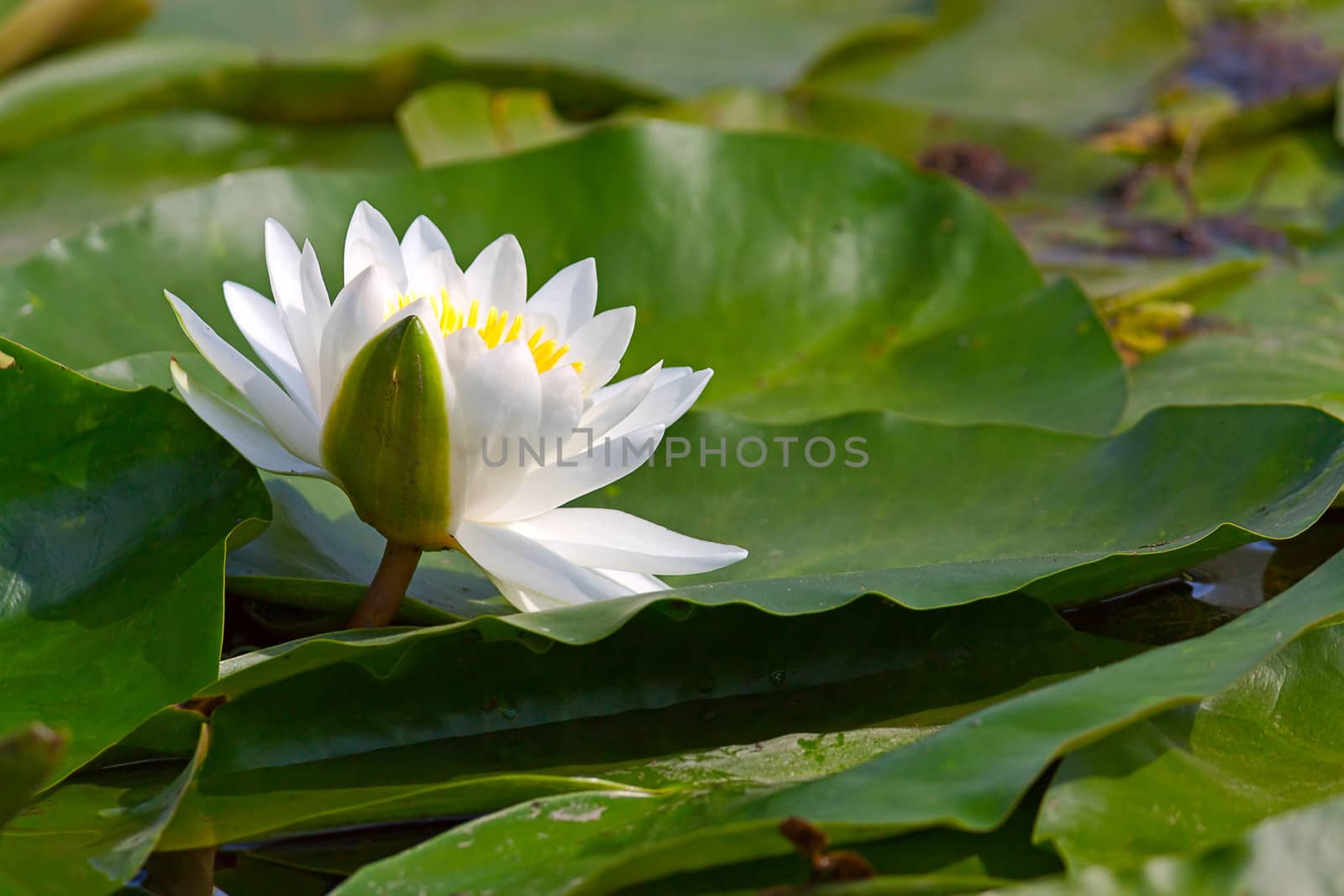 White waterlily on background of leaves in  pond. Image with shallow depth of field.