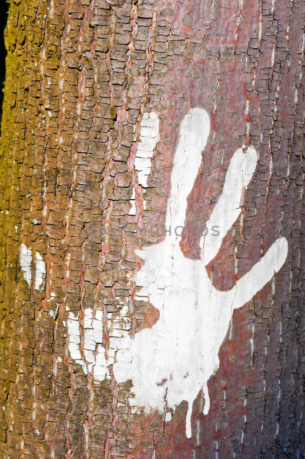 Human handprint on the bark of a tree.
