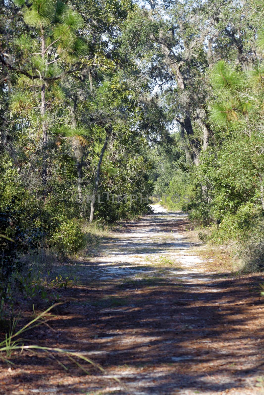A sandy trail winds it way through a southern pine forest.