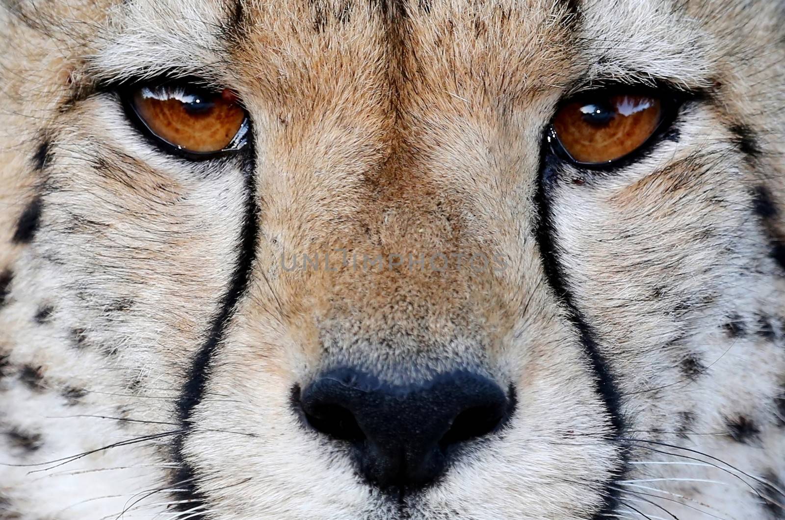 Close up of a Cheetah wild cat's striking brown eyes and black nose