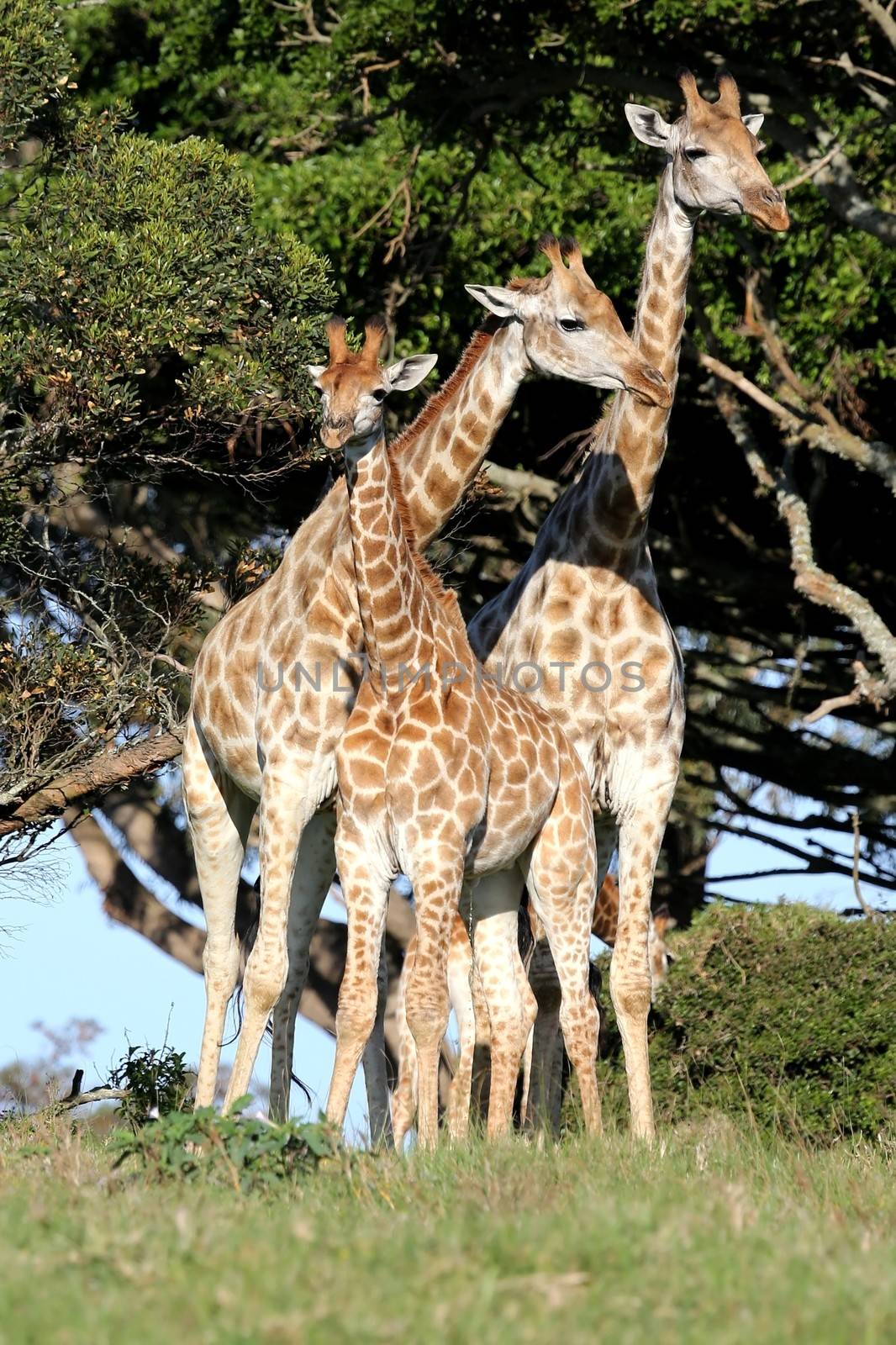 Family of three giraffes standing next to a tall tree in the African wild