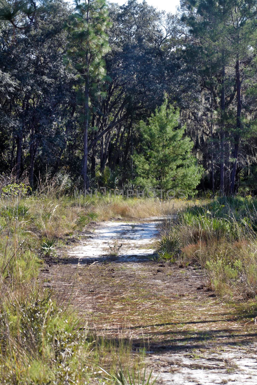 A sandy trail winds it way through a southern pine forest.