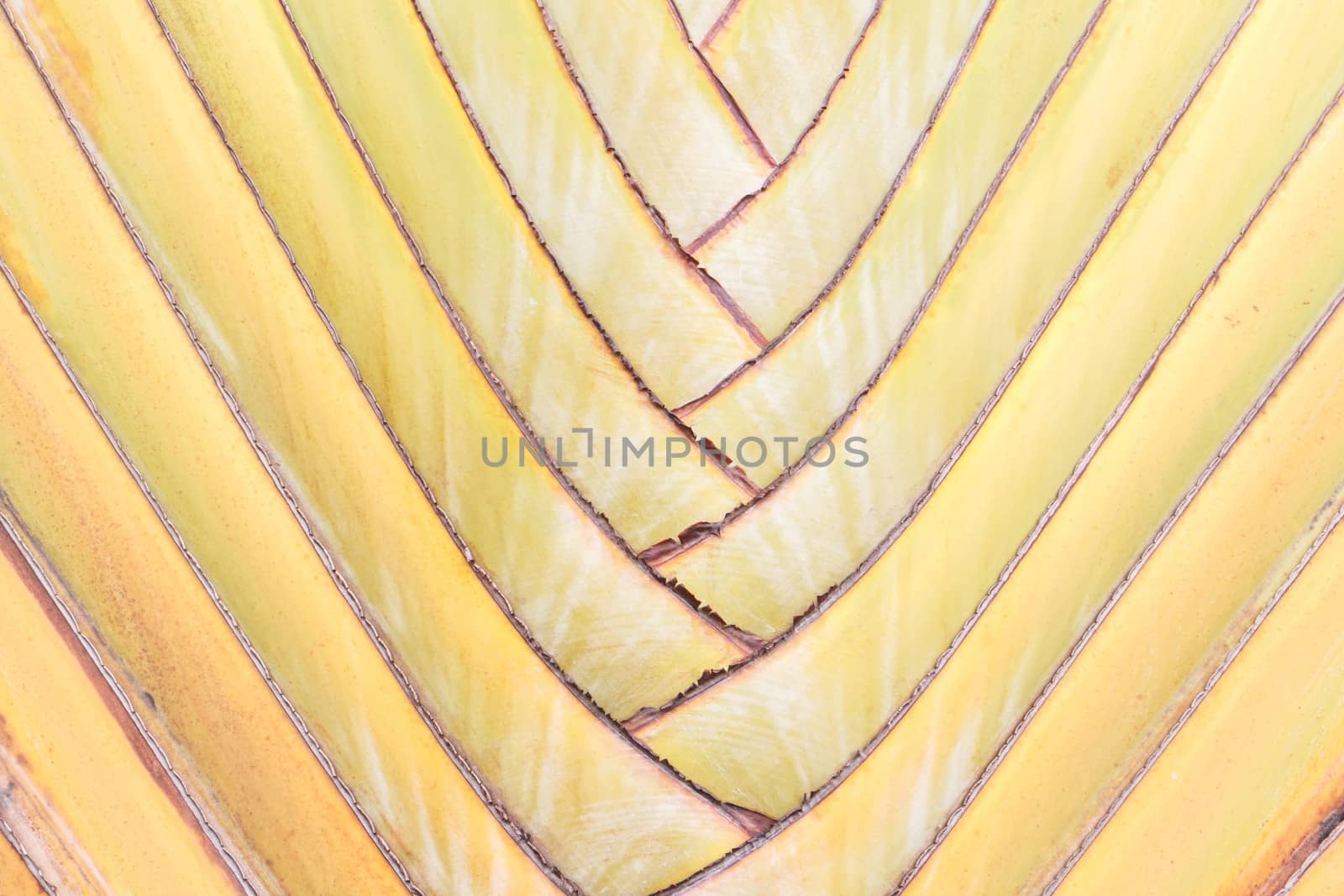 Ravenala madagascariensis background or Traveller's tree