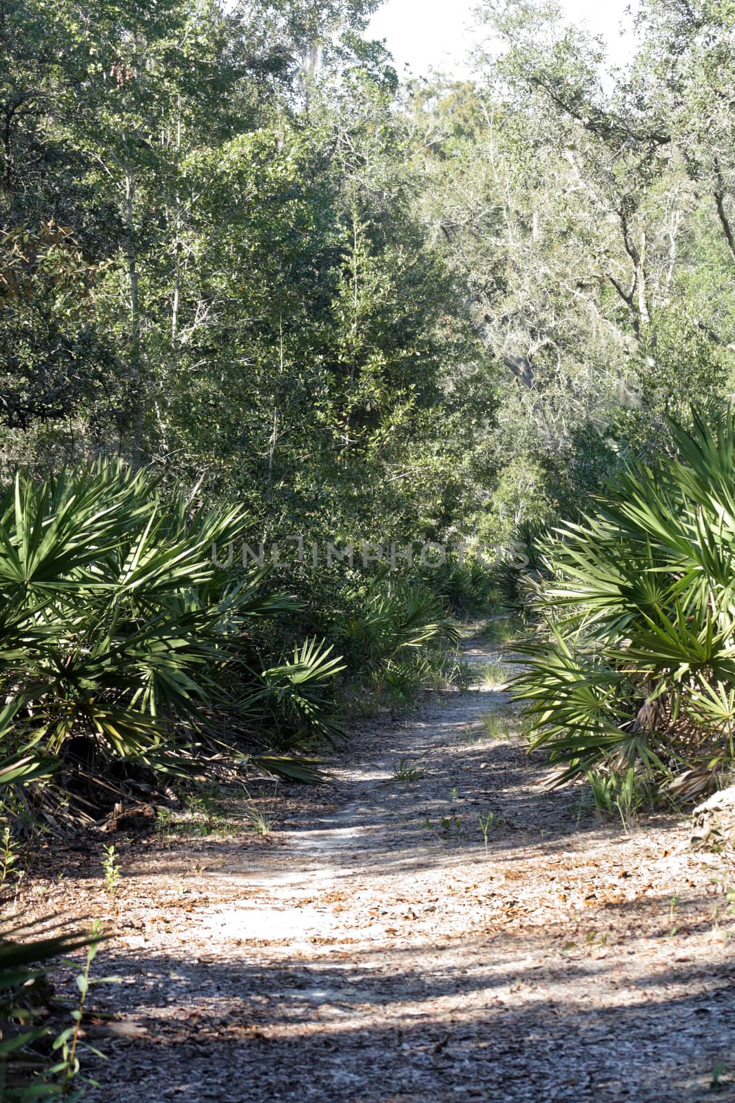 A sandy trail winds it way through a southern tropical forest.