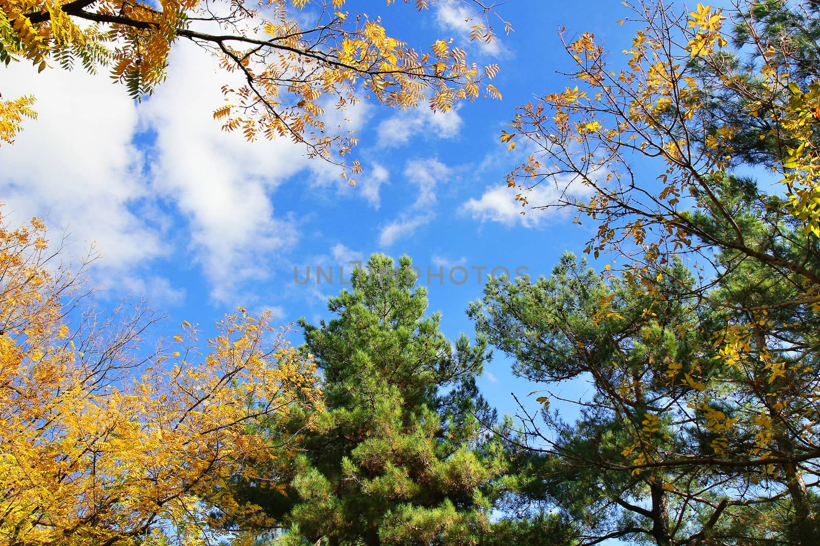 fall treetops in autumn 