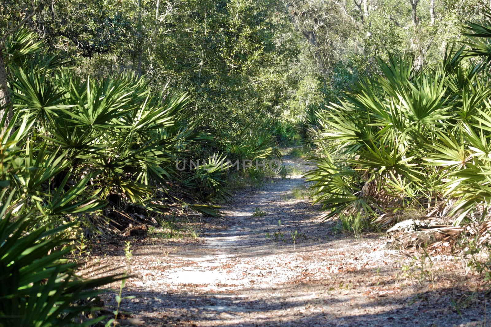 Trail Through a Southern tropical Forest (2) by csproductions