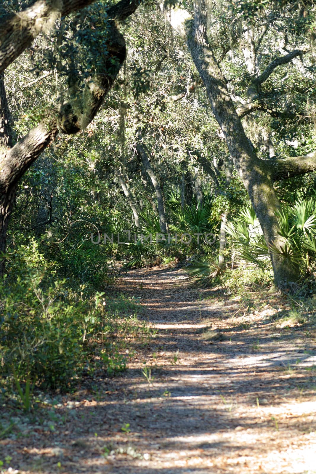 A sandy trail winds it way through a southern tropical forest.