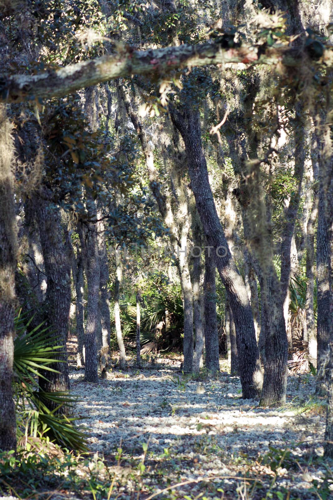 Southern Oak Forest with Deer Moss (1) by csproductions