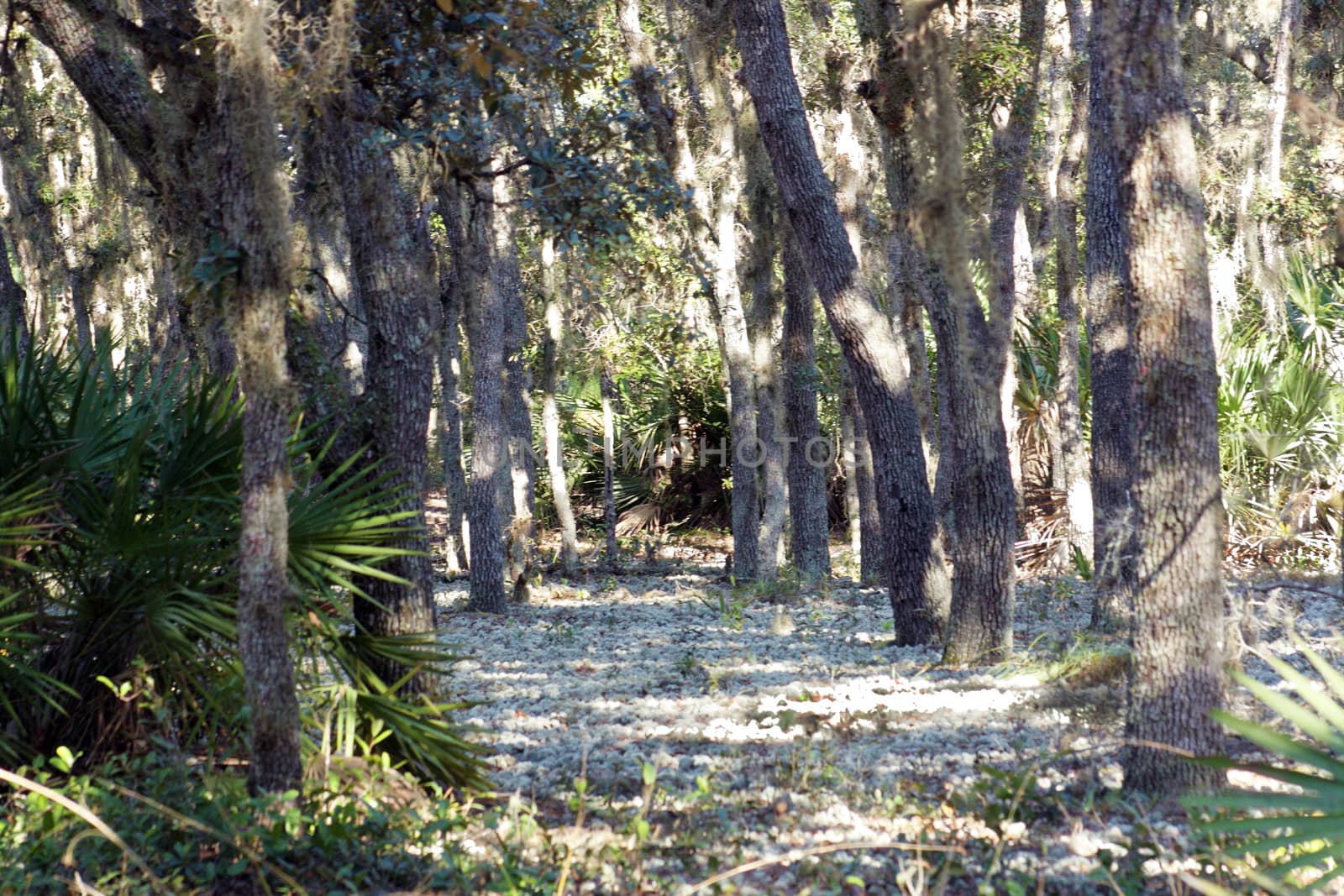 Deer moss carpets the floor of a southern oak forest.