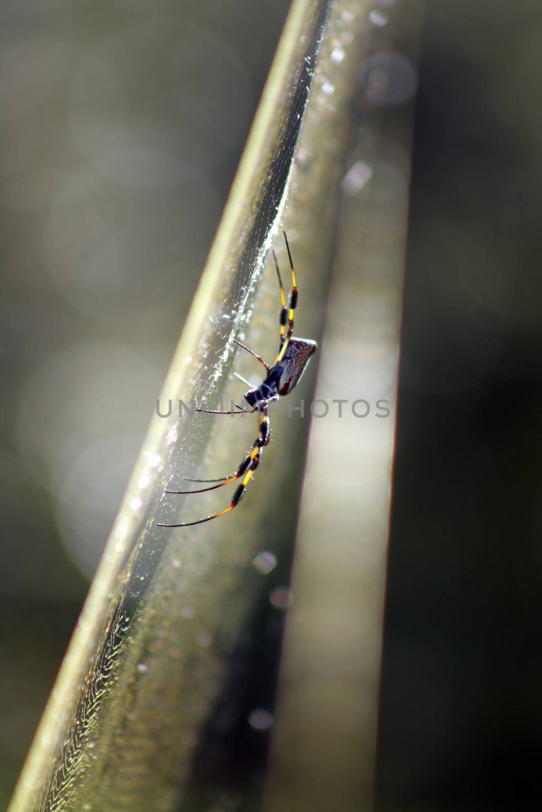 A spider waits on his web in a southern forest.