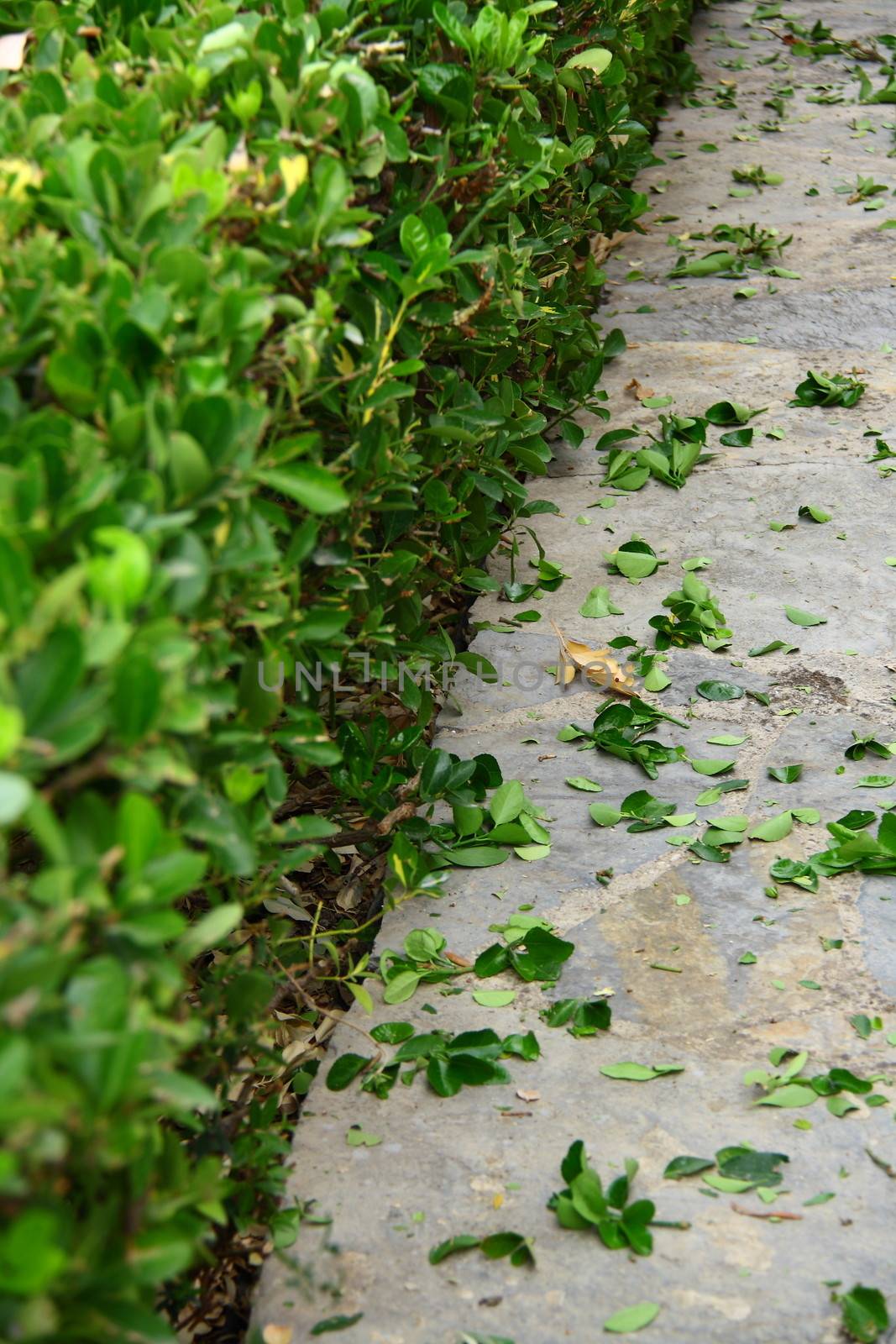 green shrub after pruning in garden