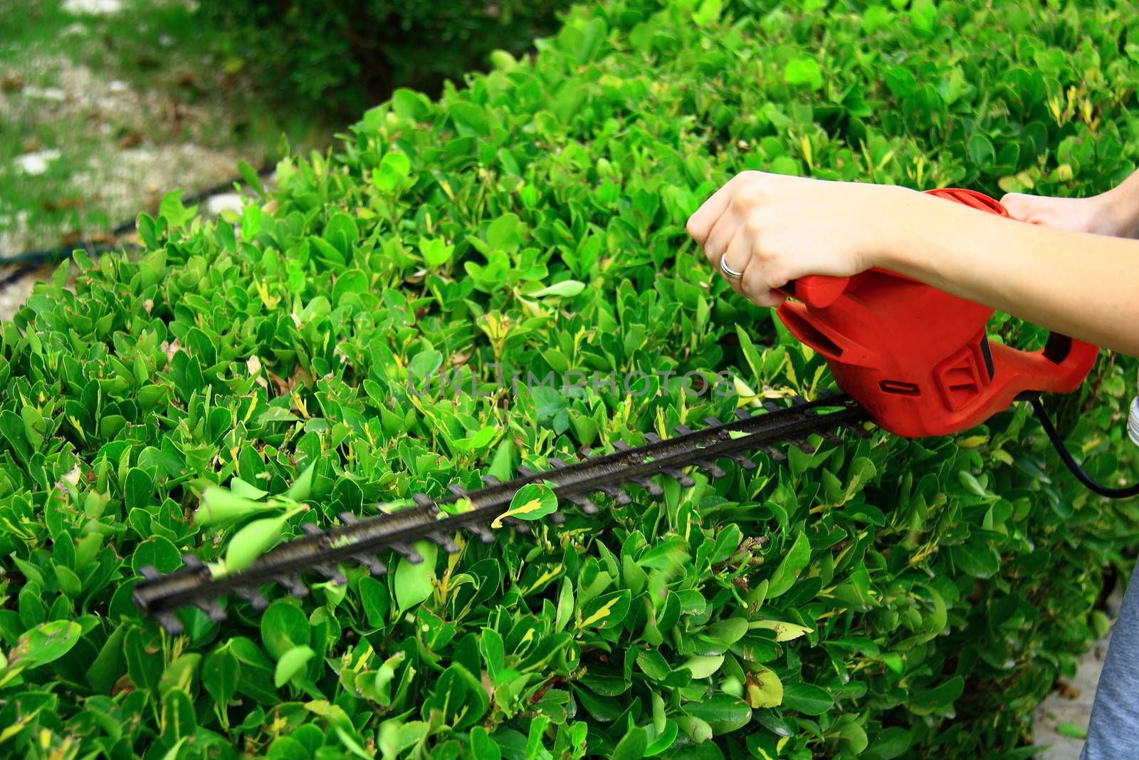 worker pruning shrub in garden with electrical pruning tool