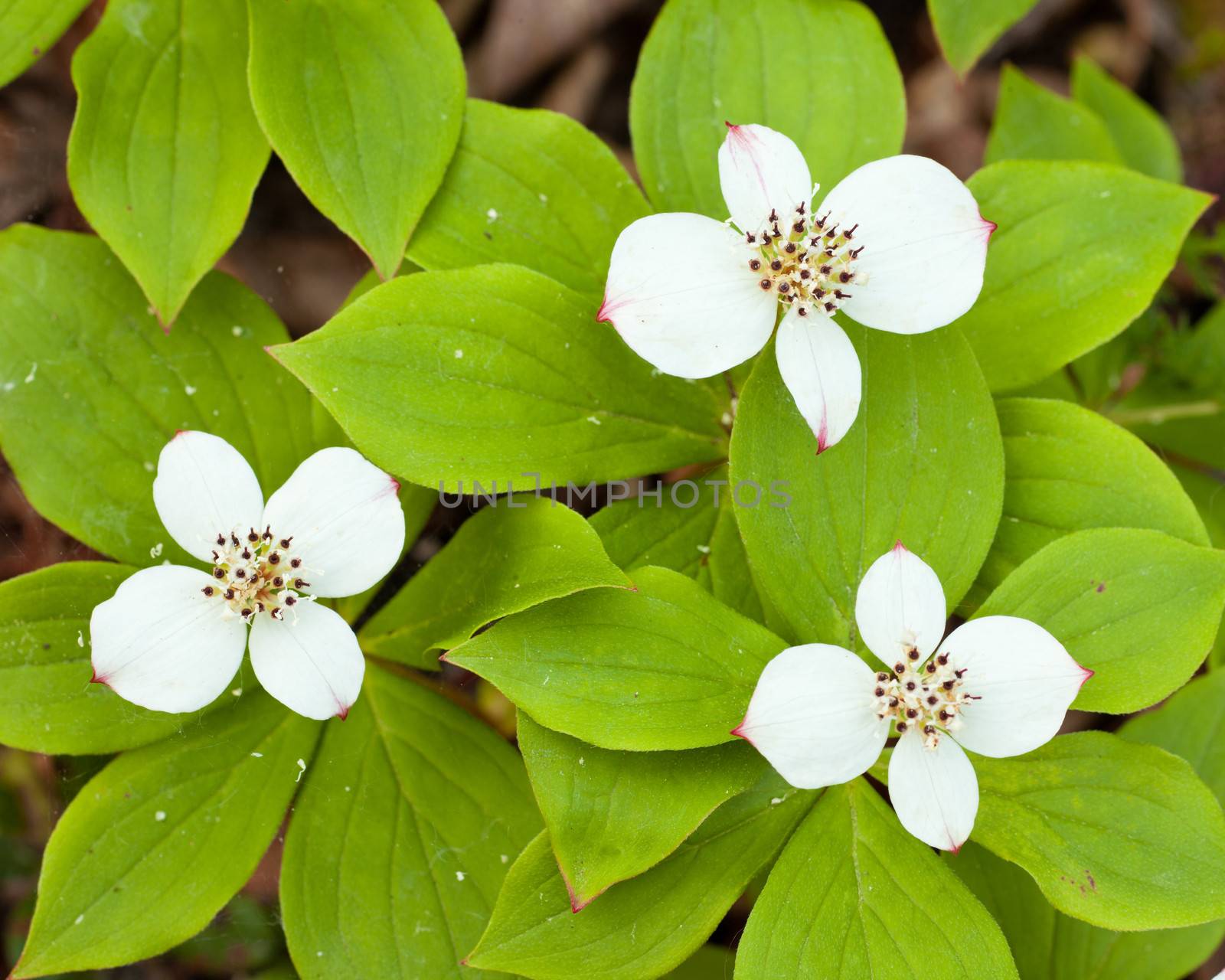 Bunchberry flowers Cornus canadensis or creeping dogwood grow as a carpet of wildflowers on the forest floor in boreal forest taiga of the Yukon Territory Canada