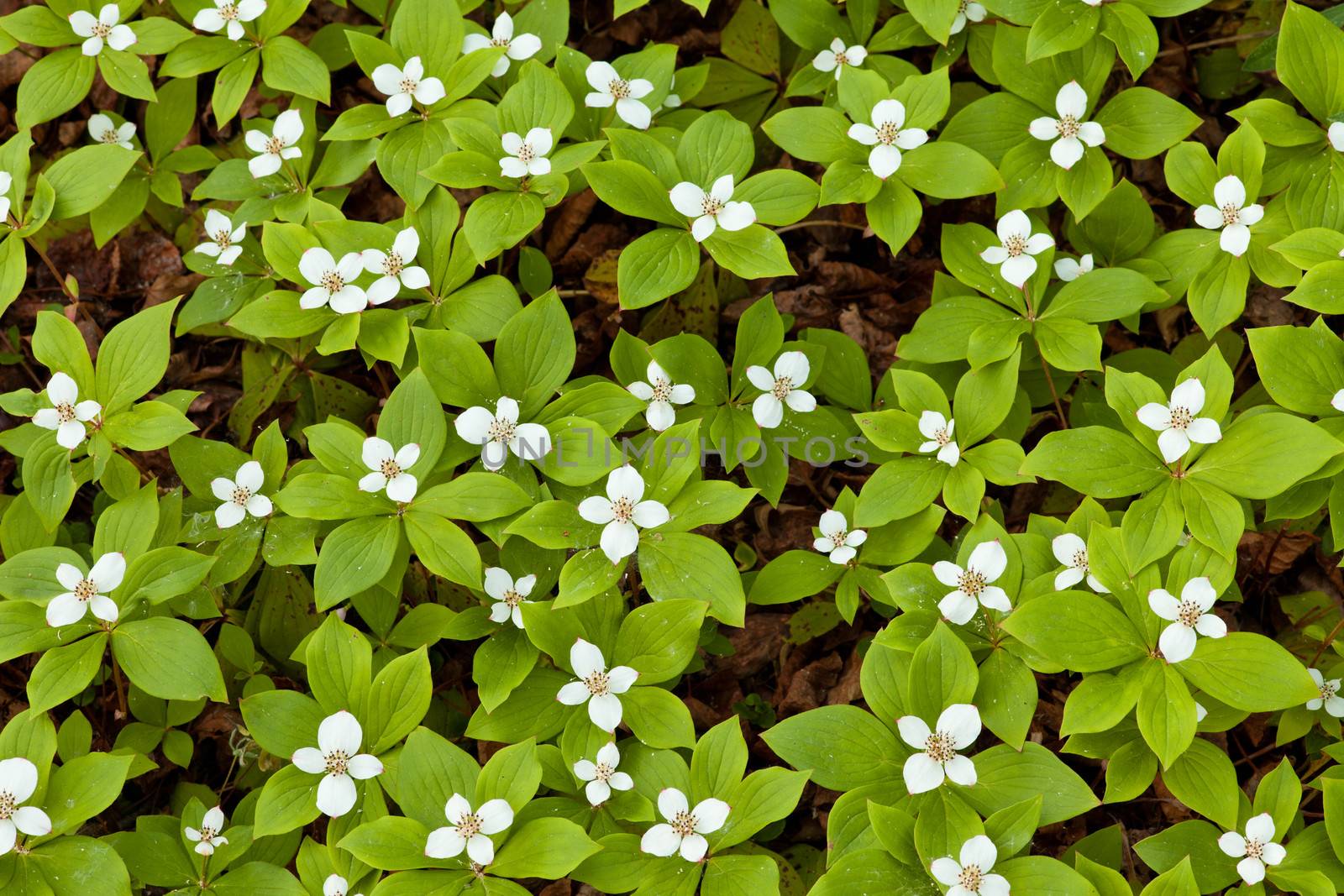 Bunchberry flowers Cornus canadensis or creeping dogwood grow as a carpet of wildflowers on the forest floor in boreal forest taiga of the Yukon Territory Canada