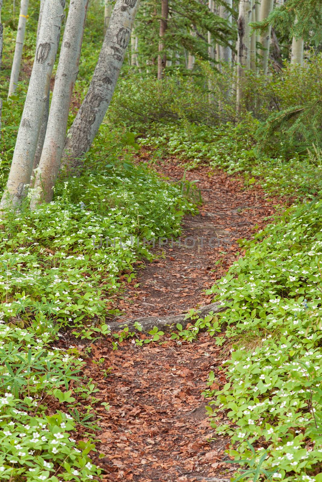Bunchberry flowers  Cornus canadensis or creeping dogwood  grow as a carpet of wildflowers both sides of a footpath in boreal forest taiga of the Yukon Territory  Canada