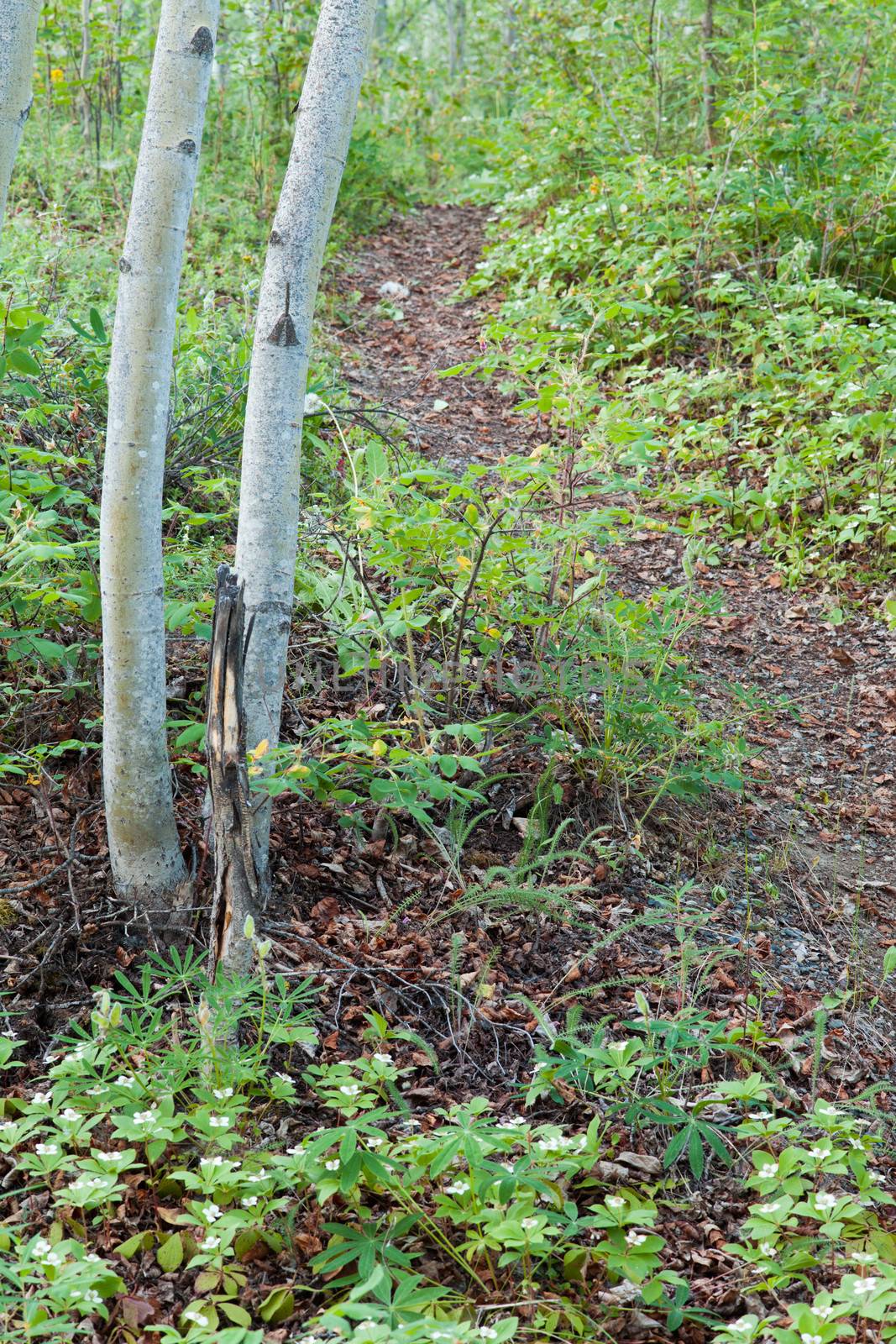 Bunchberry flowers Cornus canadensis or creeping dogwood grow as a carpet of wildflowers at a footpath track in boreal forest taiga of the Yukon Territory Canada