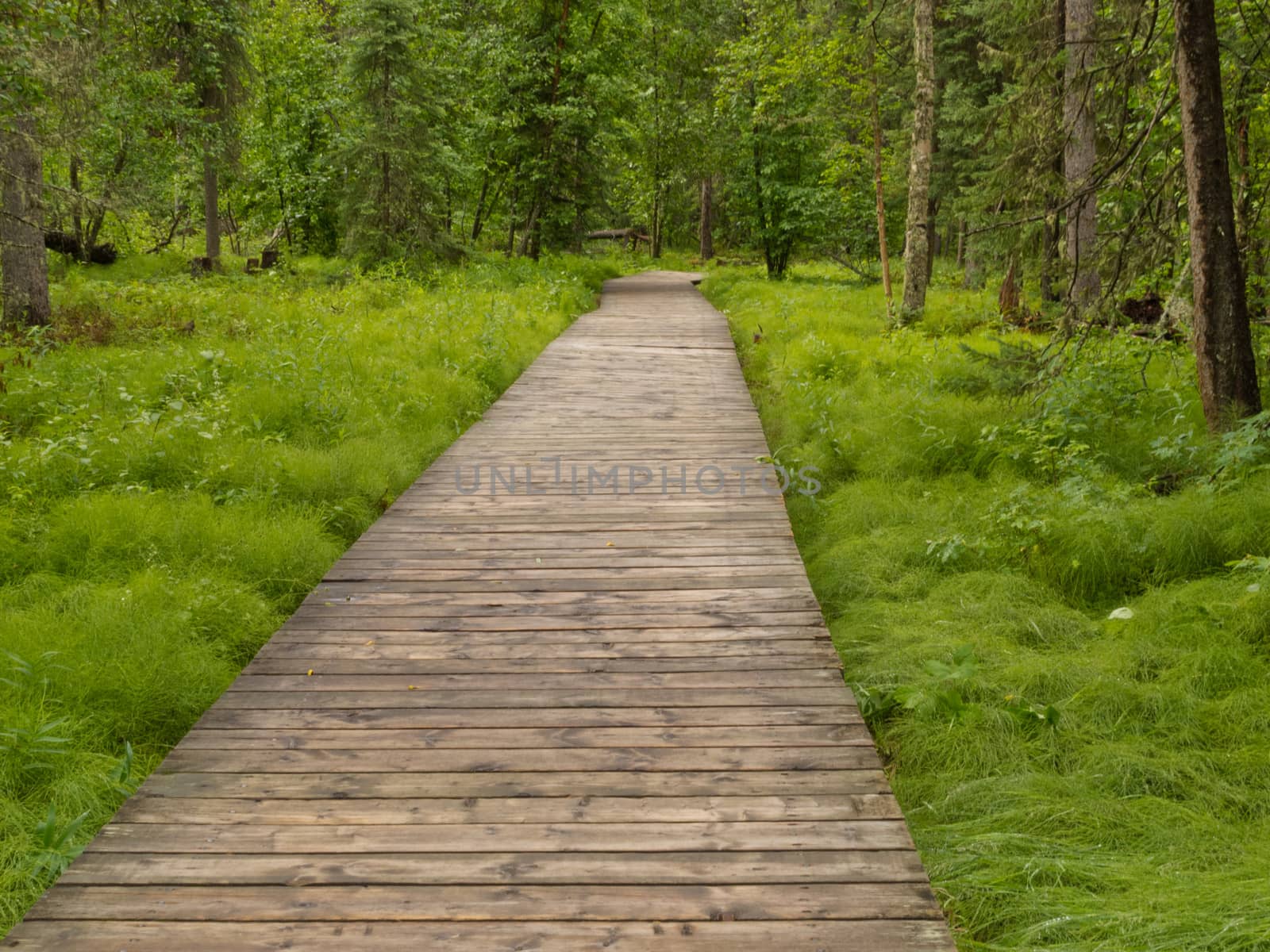 Forest wetland wooden boardwalk in boreal forest taiga of northern British Columbia Canada