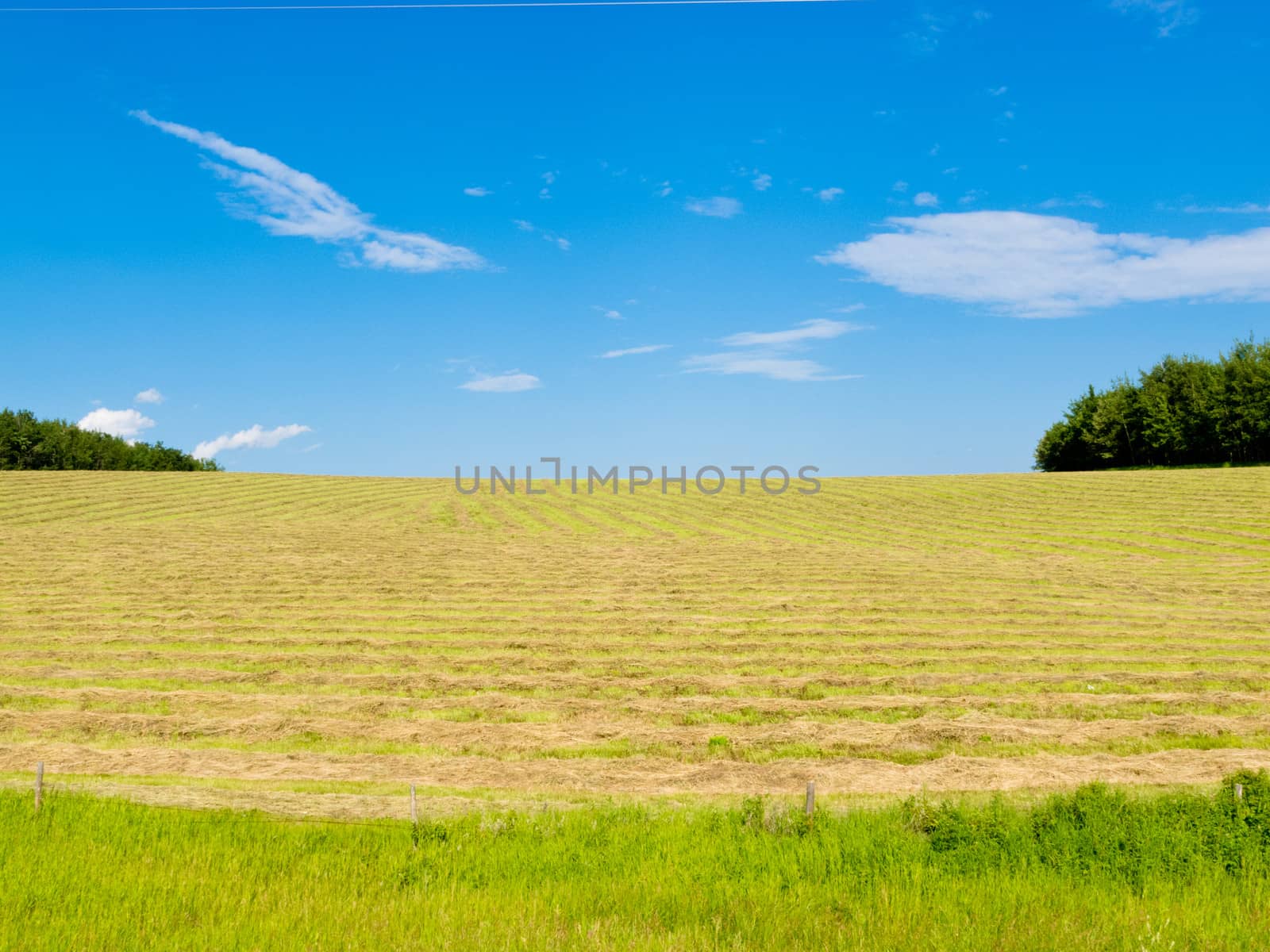 Freshly cut hay in rows on agricultural meadow with blue sky and some clouds agriculture farmland landscape Alberta Canada