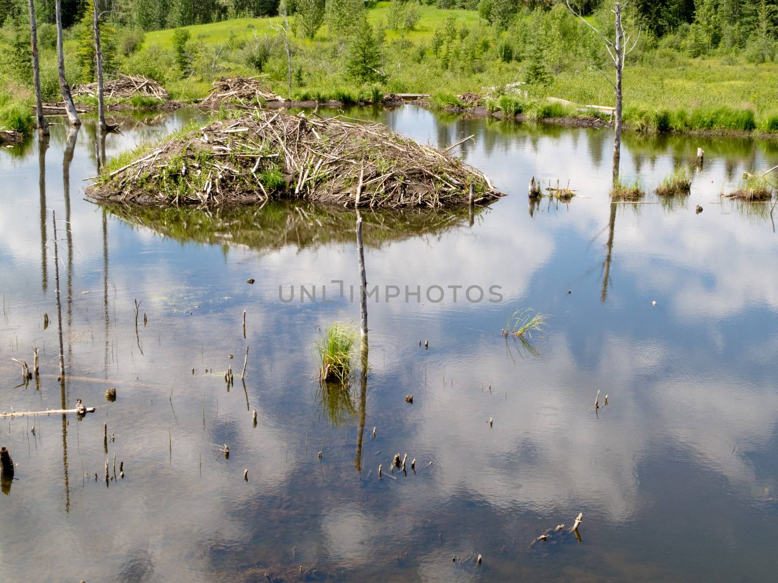 Beaver Castor canadensis lodge den home in boreal forest taiga wetlands of Alberta foothills to Rocky Mountains made from lots of sticks and mud