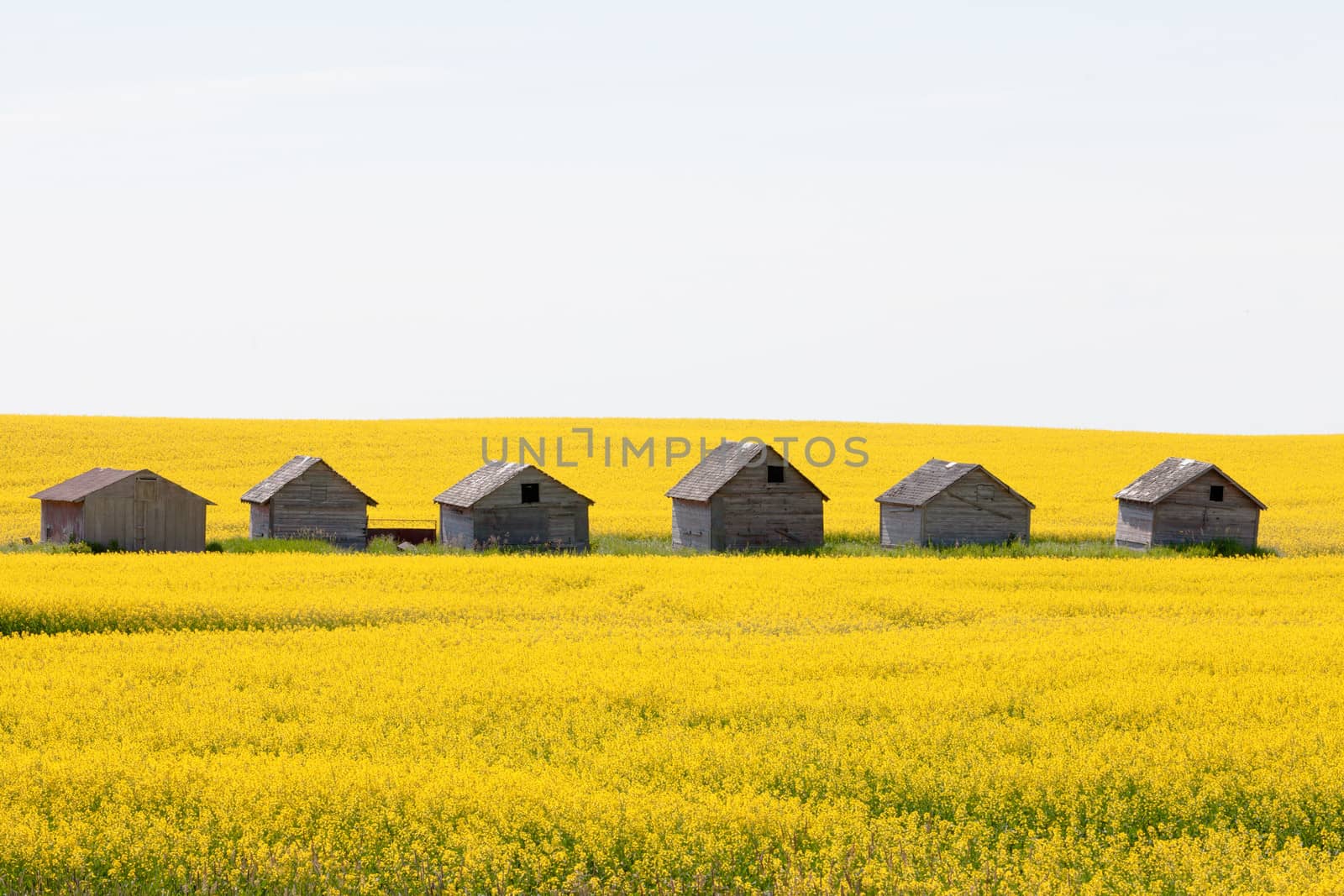 Old obsolete farm huts row lined up in field of bright yellow canola rapeseed with neutral sky in Alberta Canada