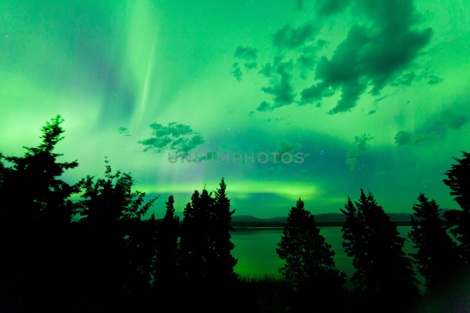 Intense green northern lights Aurora borealis on night sky with clouds and stars over boreal forest taiga of Lake Laberge Yukon Territory Canada