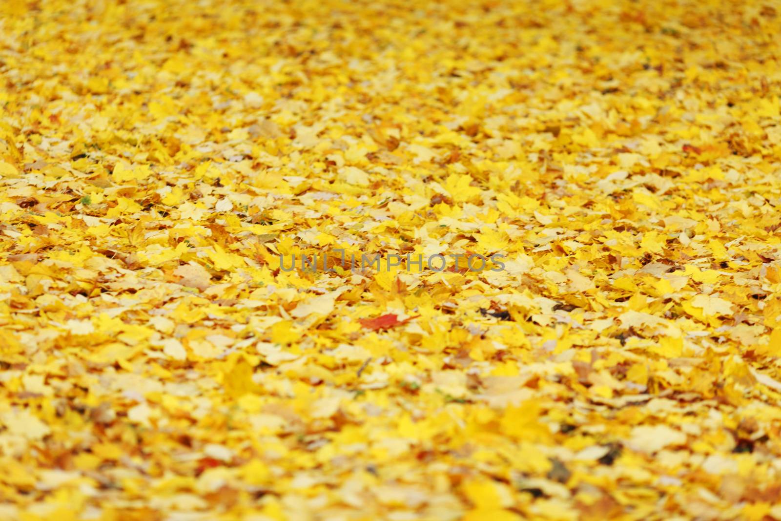 Fallen autumn leaves by Yellowj