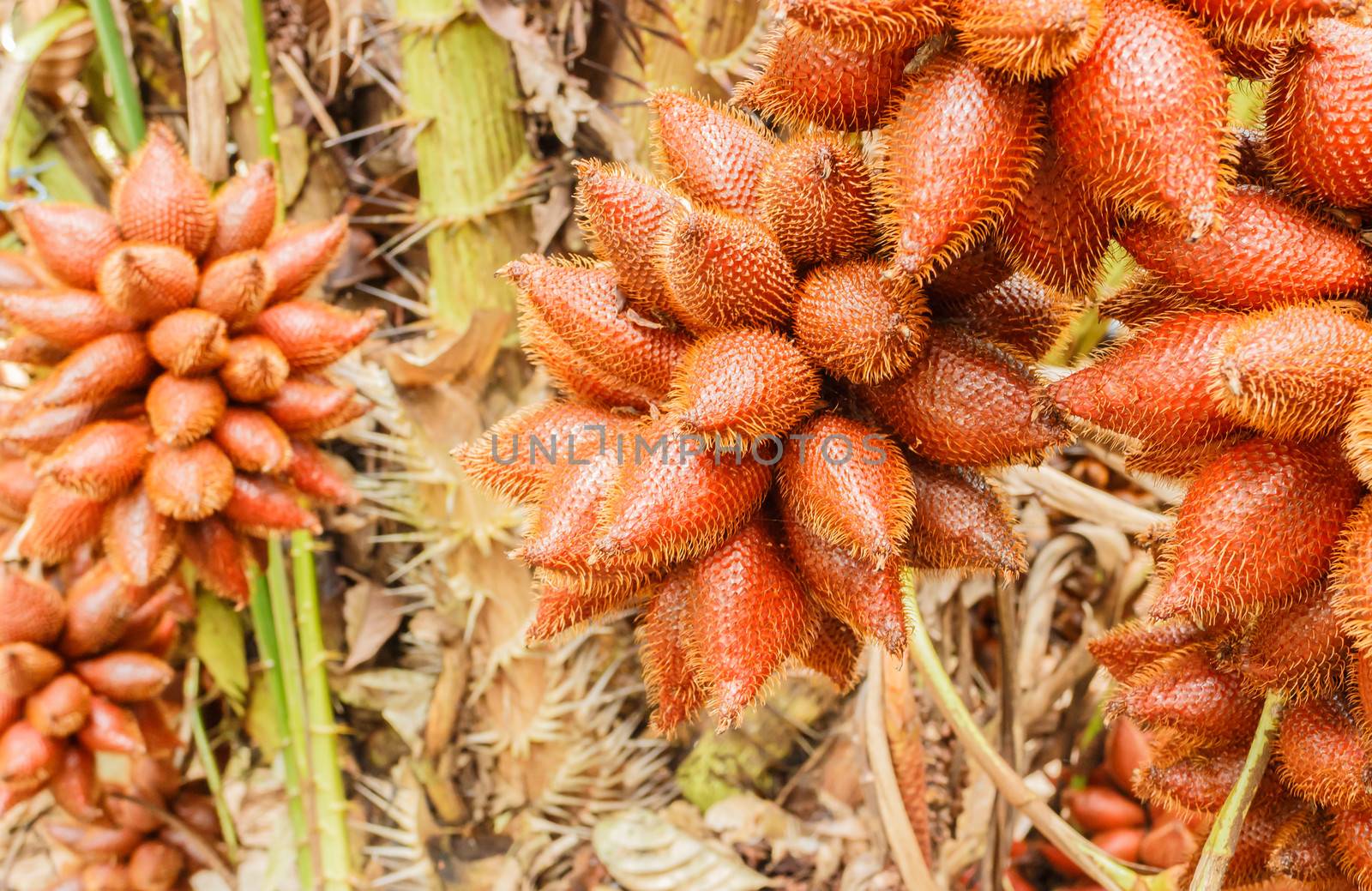 Salacca, sweet and sour fruit flavors of Thailand