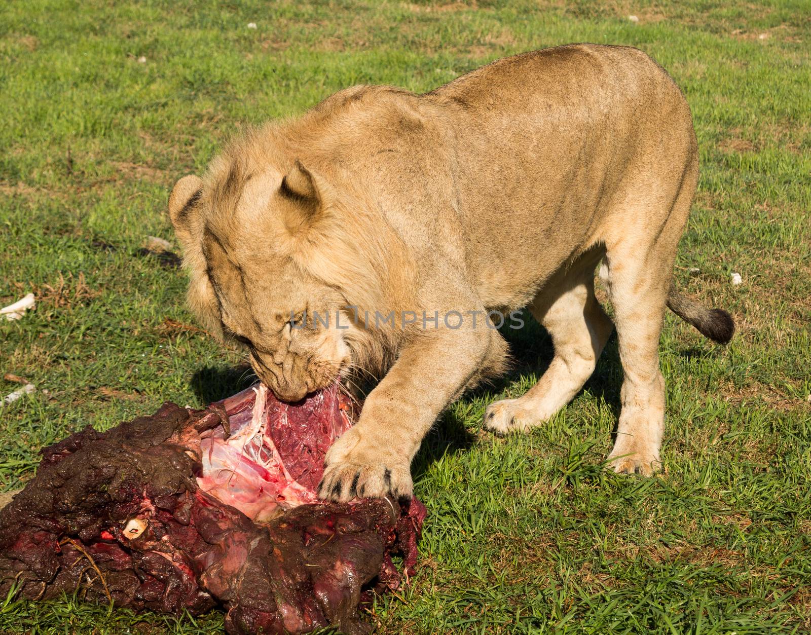 Close up of young lions eating raw meat in the wild savannah in South Africa