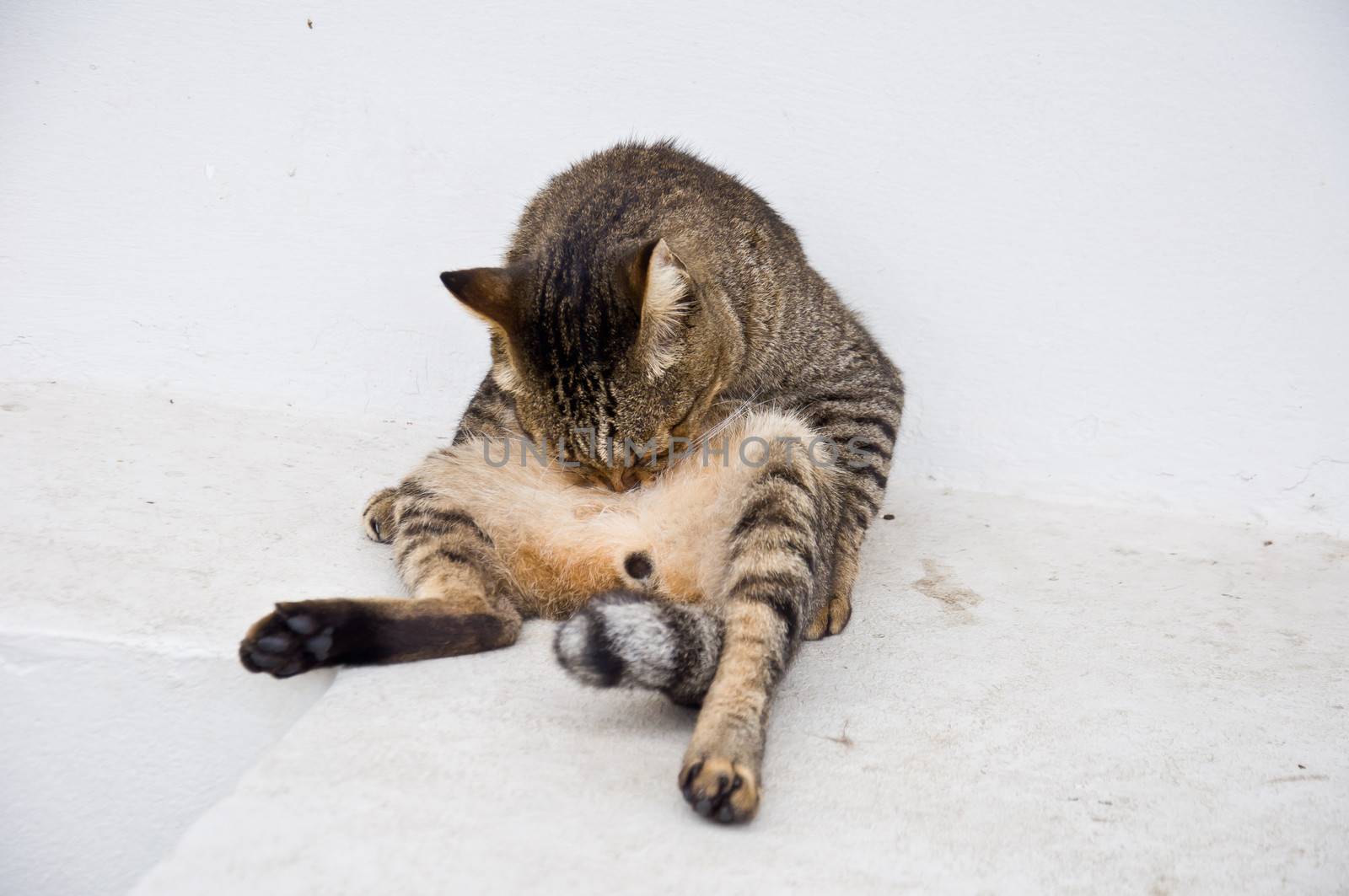 cat cleaning itself for hygiene