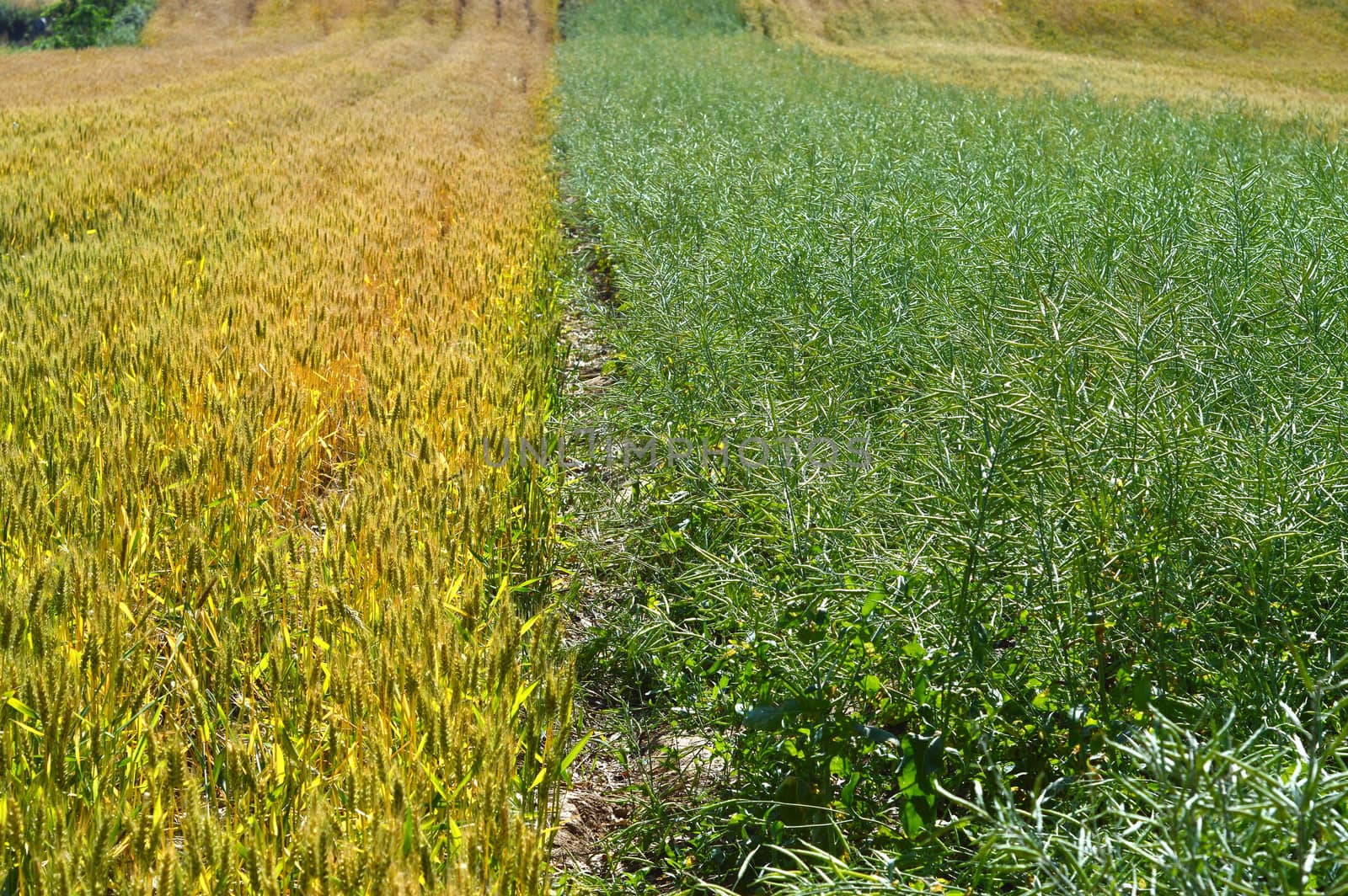 Landscape of wheat and rapeseed fields