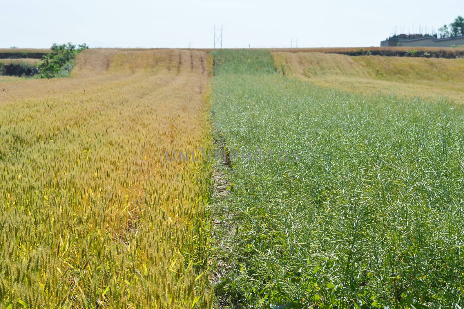 Landscape of Wheat and rapeseed fields