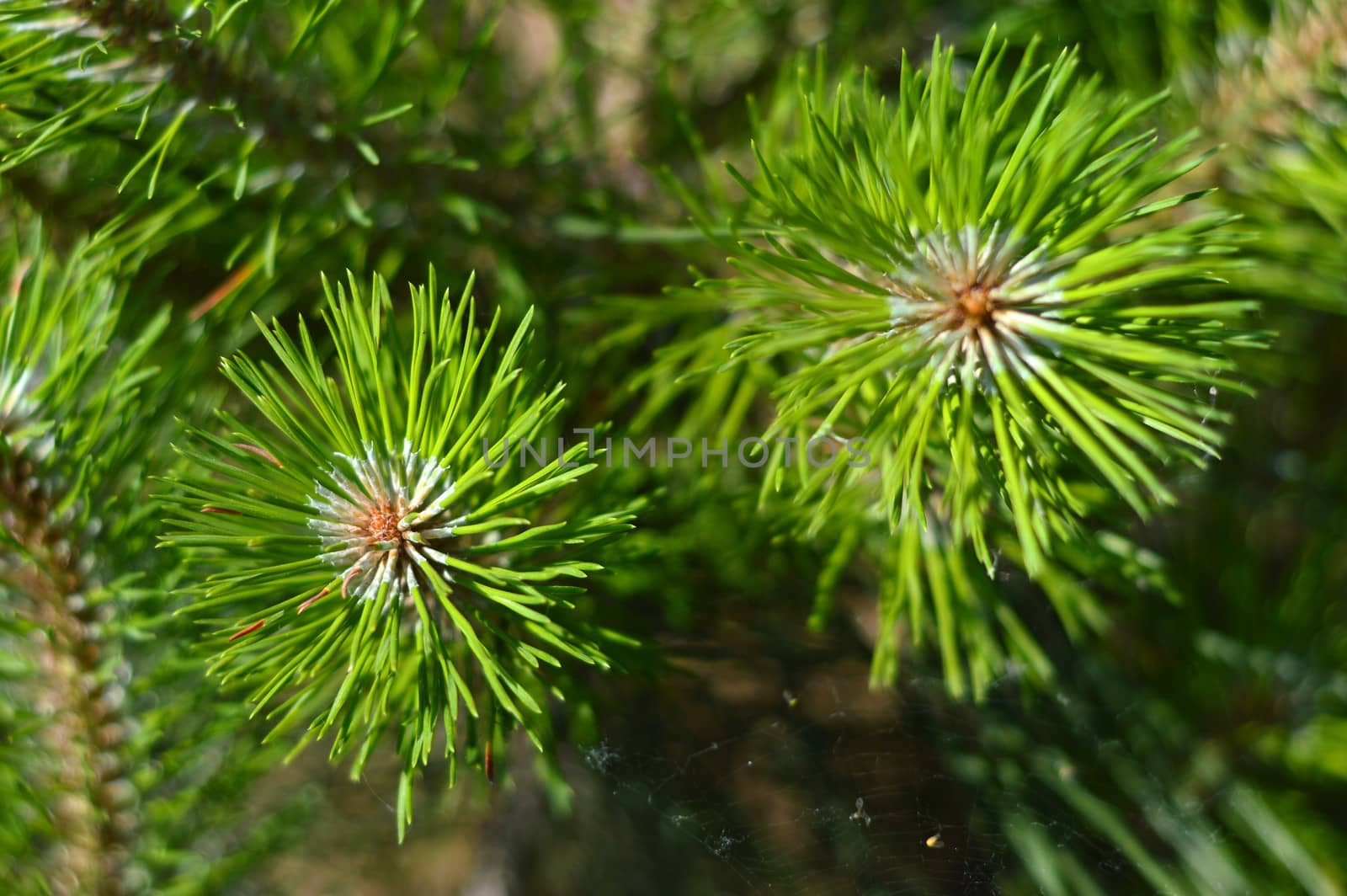 Young fir tree branches 