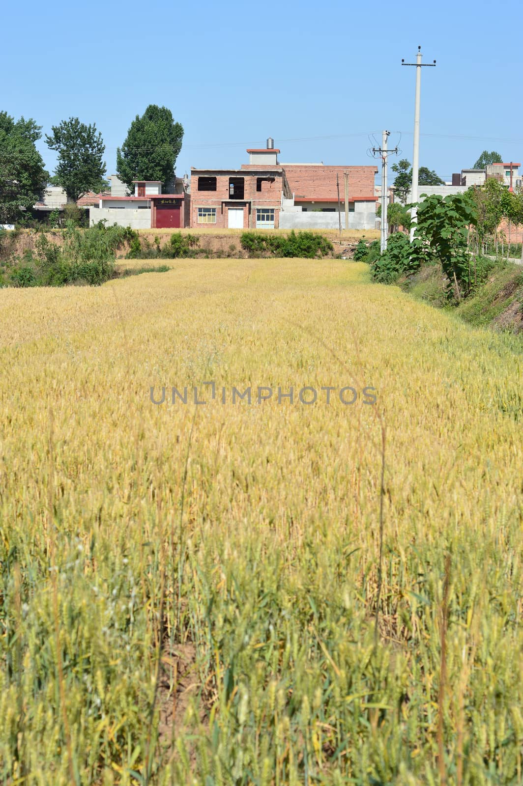 Landscape of Chinese countryside with wheat fields and houses