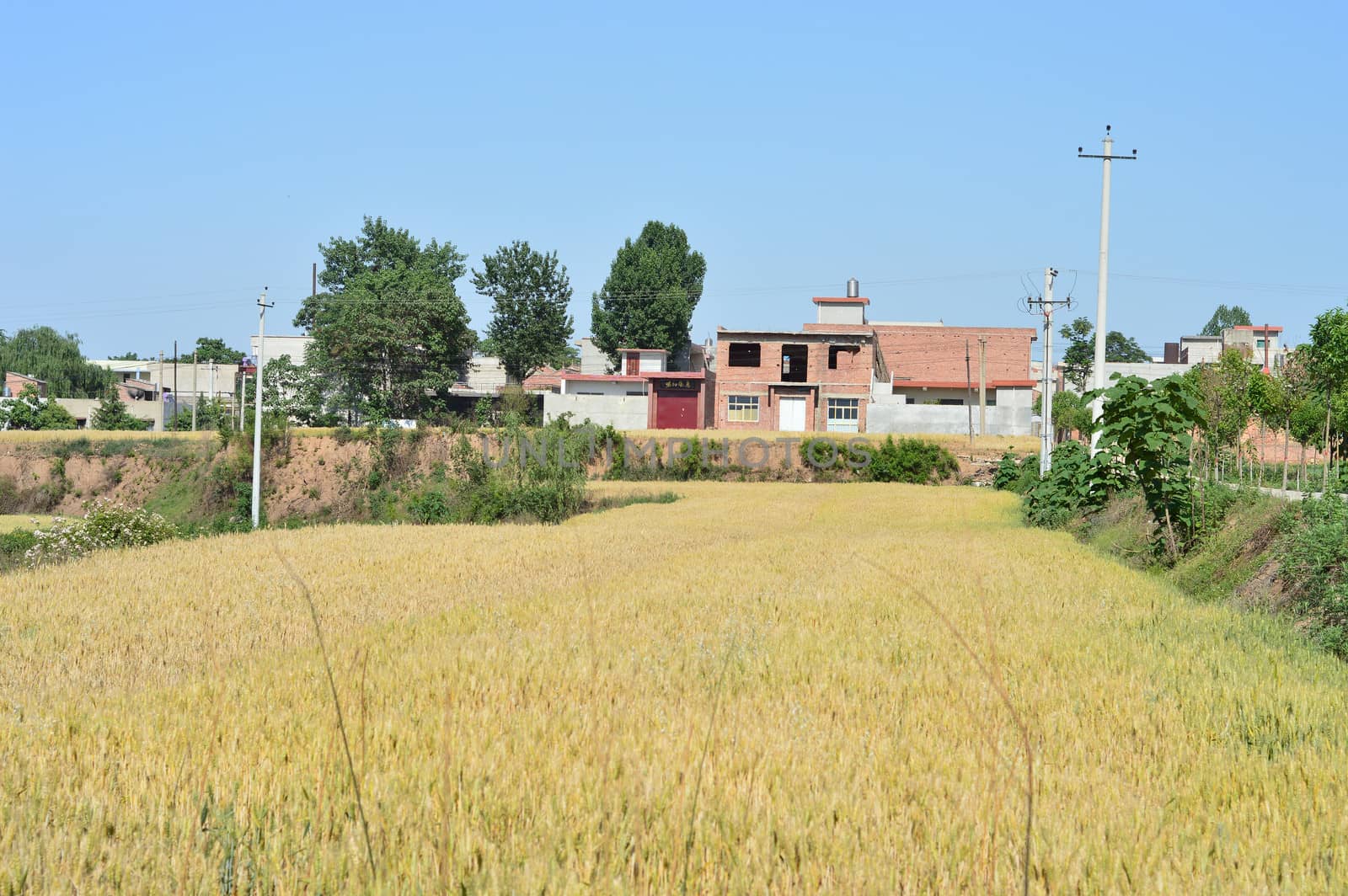 Landscape of Chinese countryside with wheat fields and houses