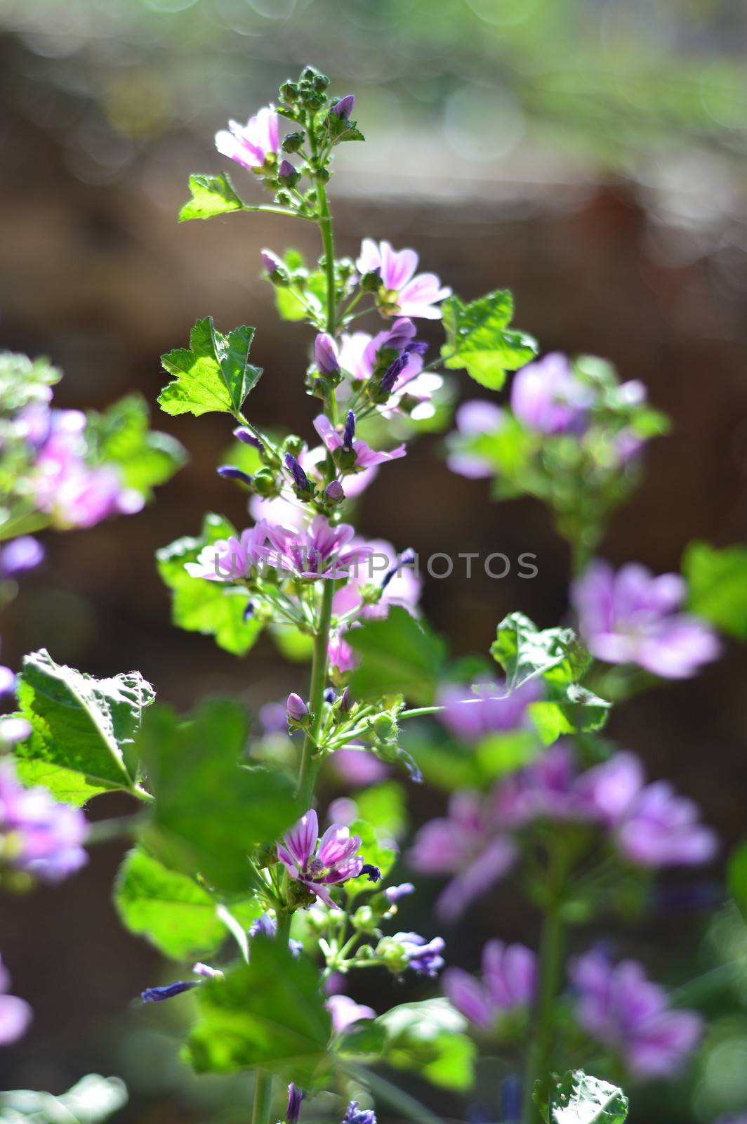 Beautiful Purple Geranium Flower in the sunshine