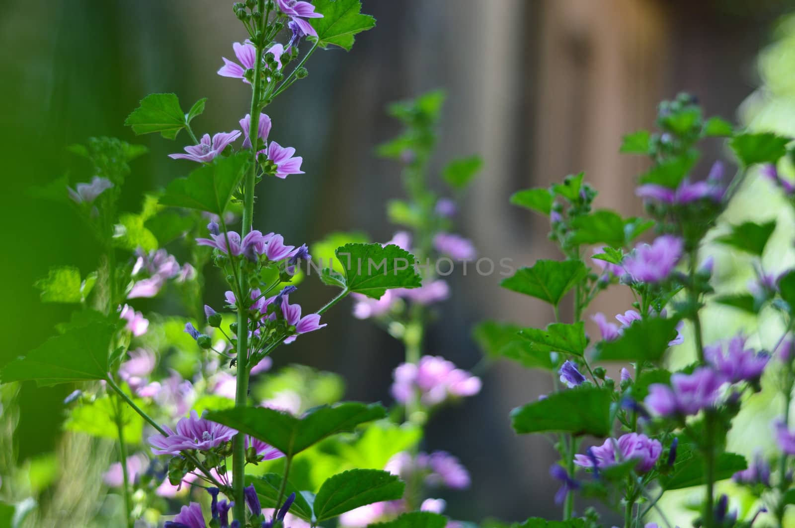 Beautiful Purple Geranium Flower in the sunshine