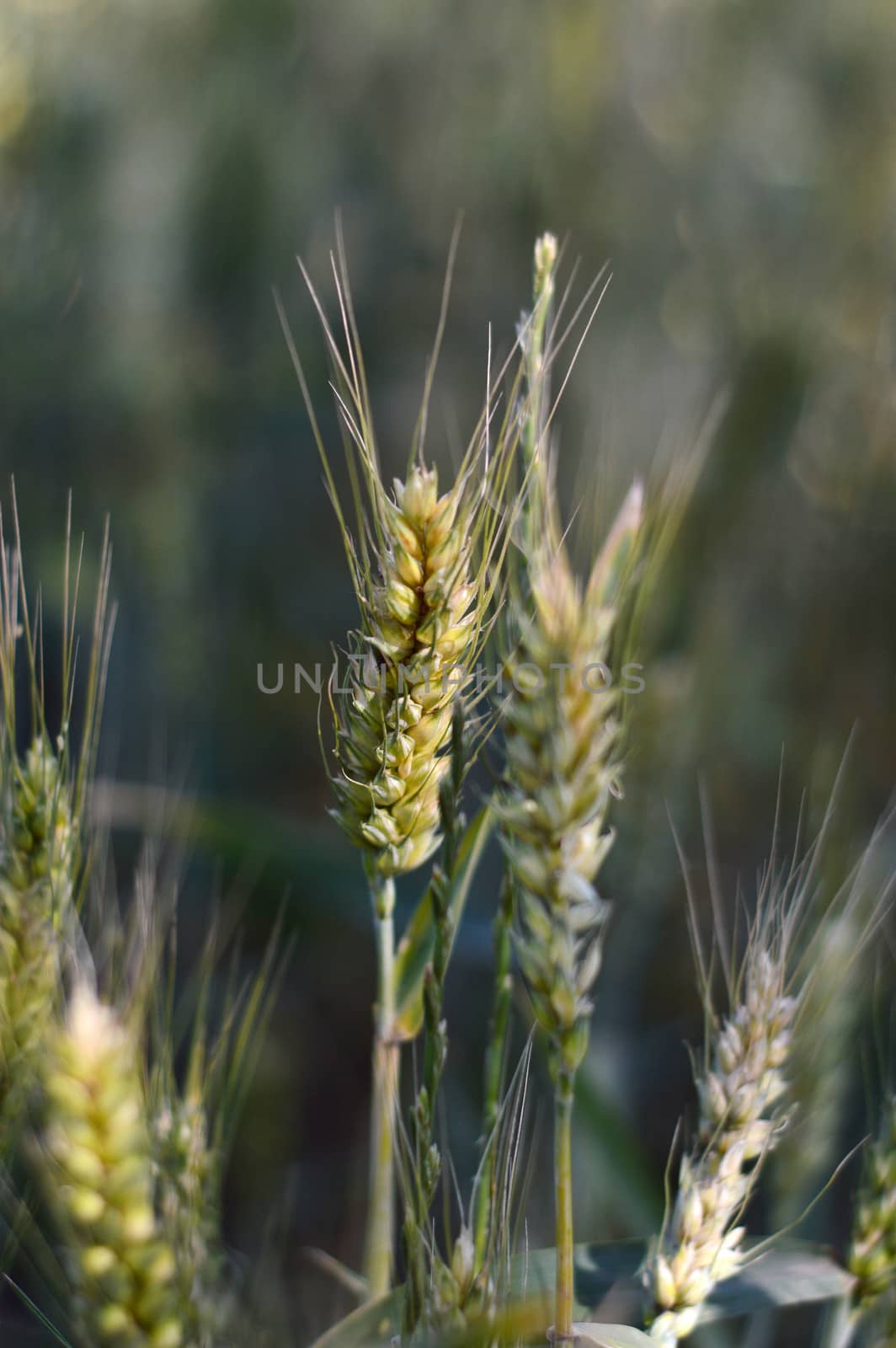Closeup view of green wheat field