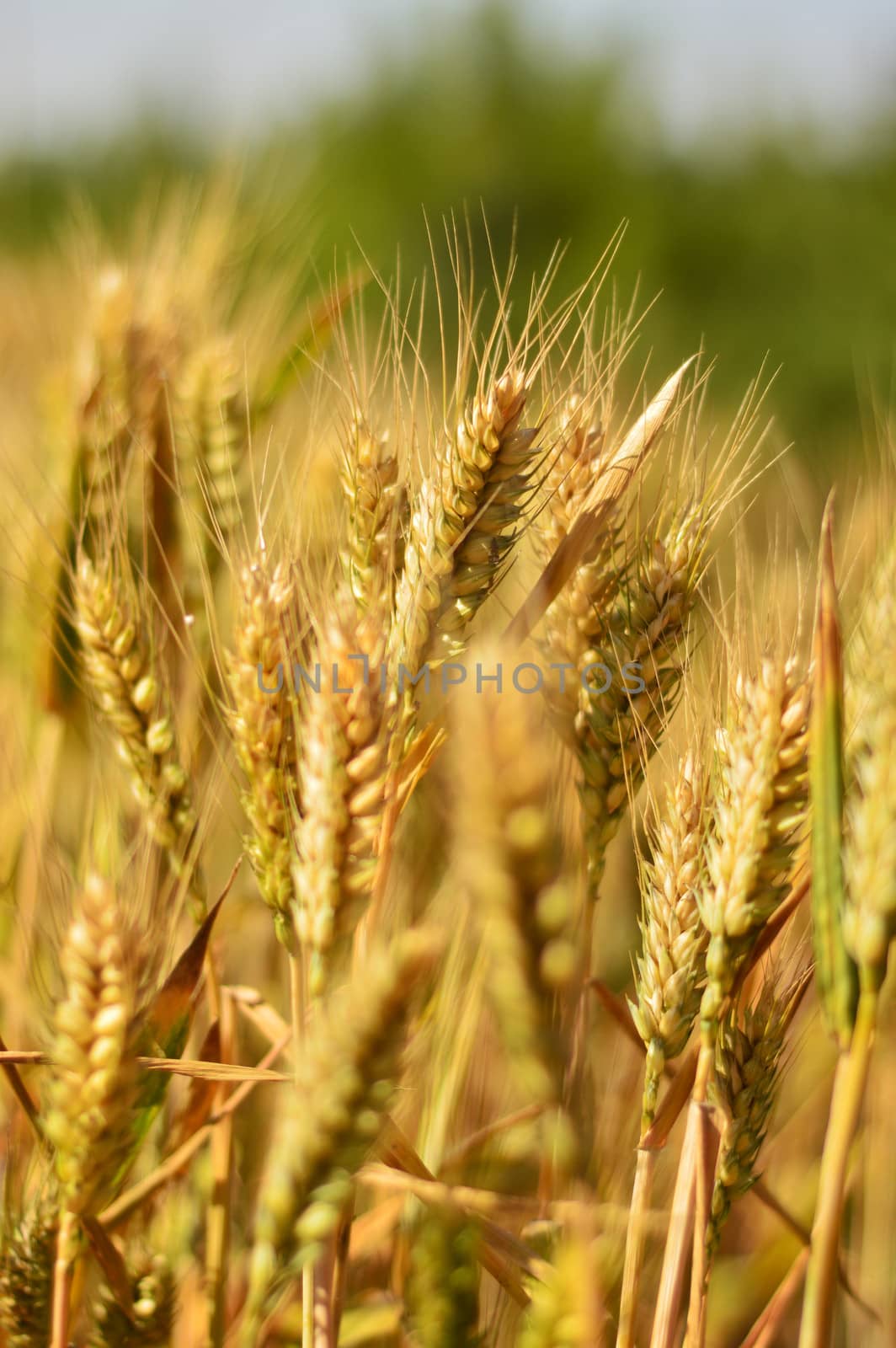 Wheat field and blue sky