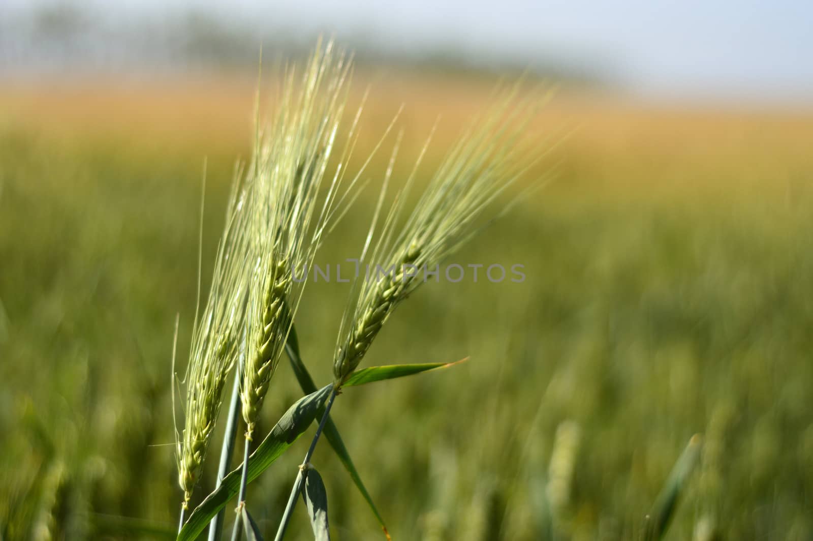 Wheat field against blue sky