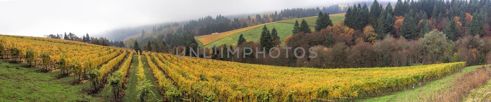 Dundee Oregon Vineyards on Rolling Hills with Morning Fog in Fall Season Panorama