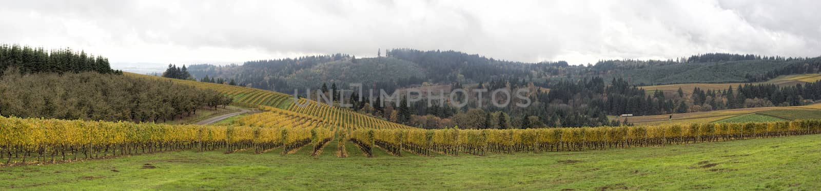 Dundee Oregon Vineyards on Rolling Hills with Morning Fog in Fall Season Sweeping View Panorama