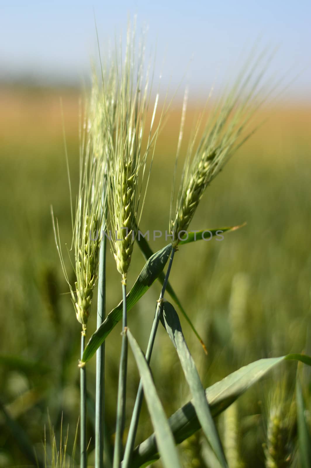 Wheat field against blue sky