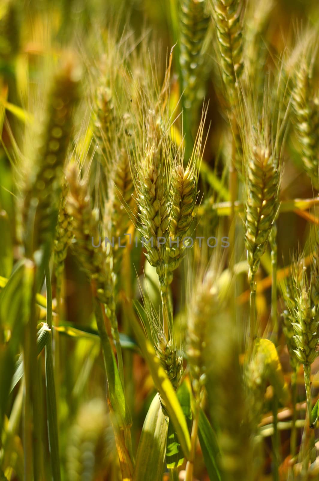 Closeup view of wheat field