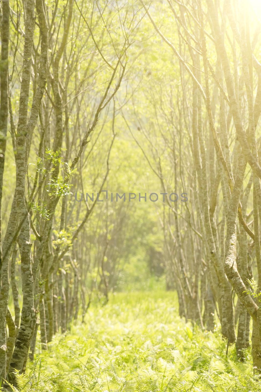 Forest scenery with nobody, shallow depth of field.