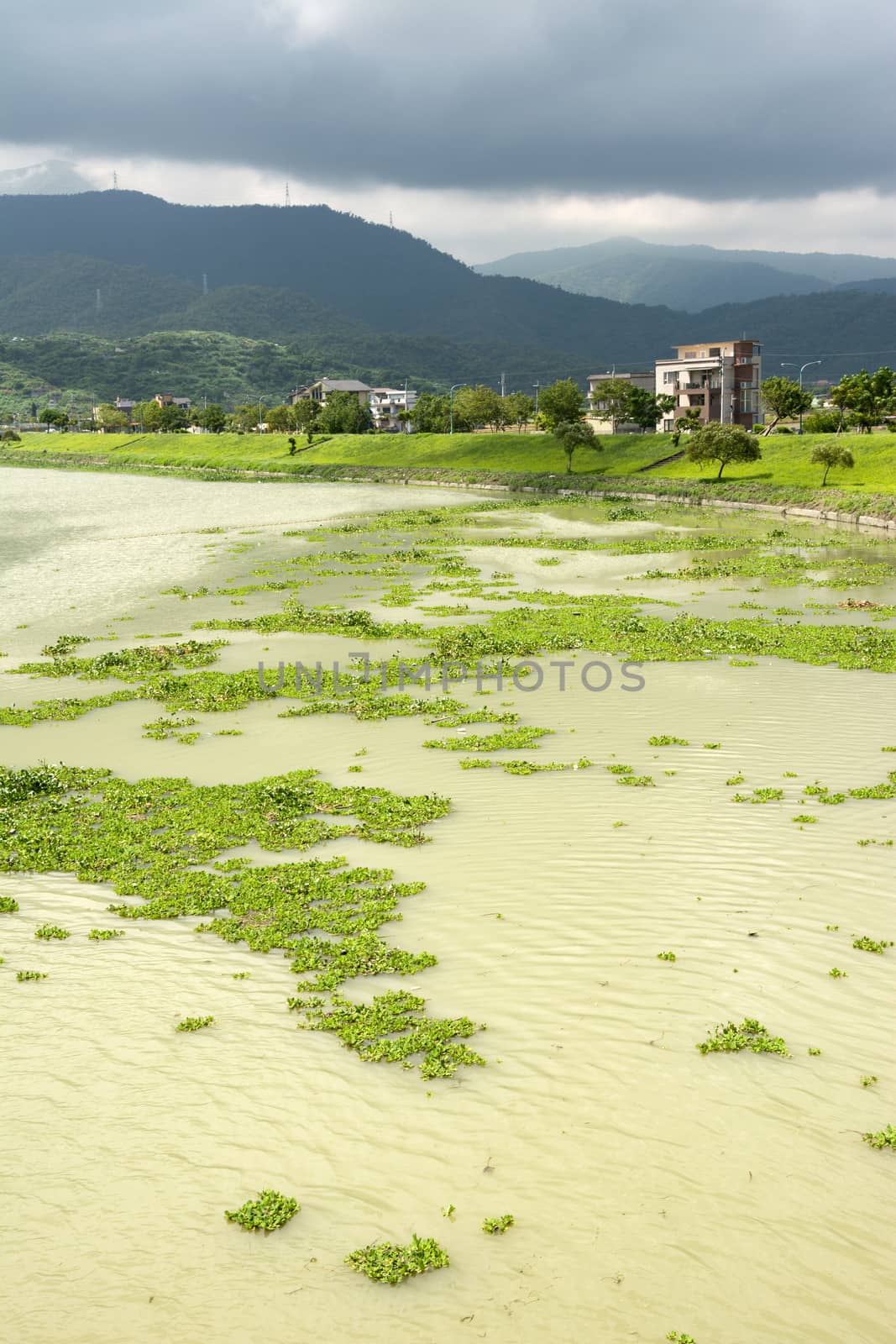 Contaminated overgrown river in Taiwan, Asia.