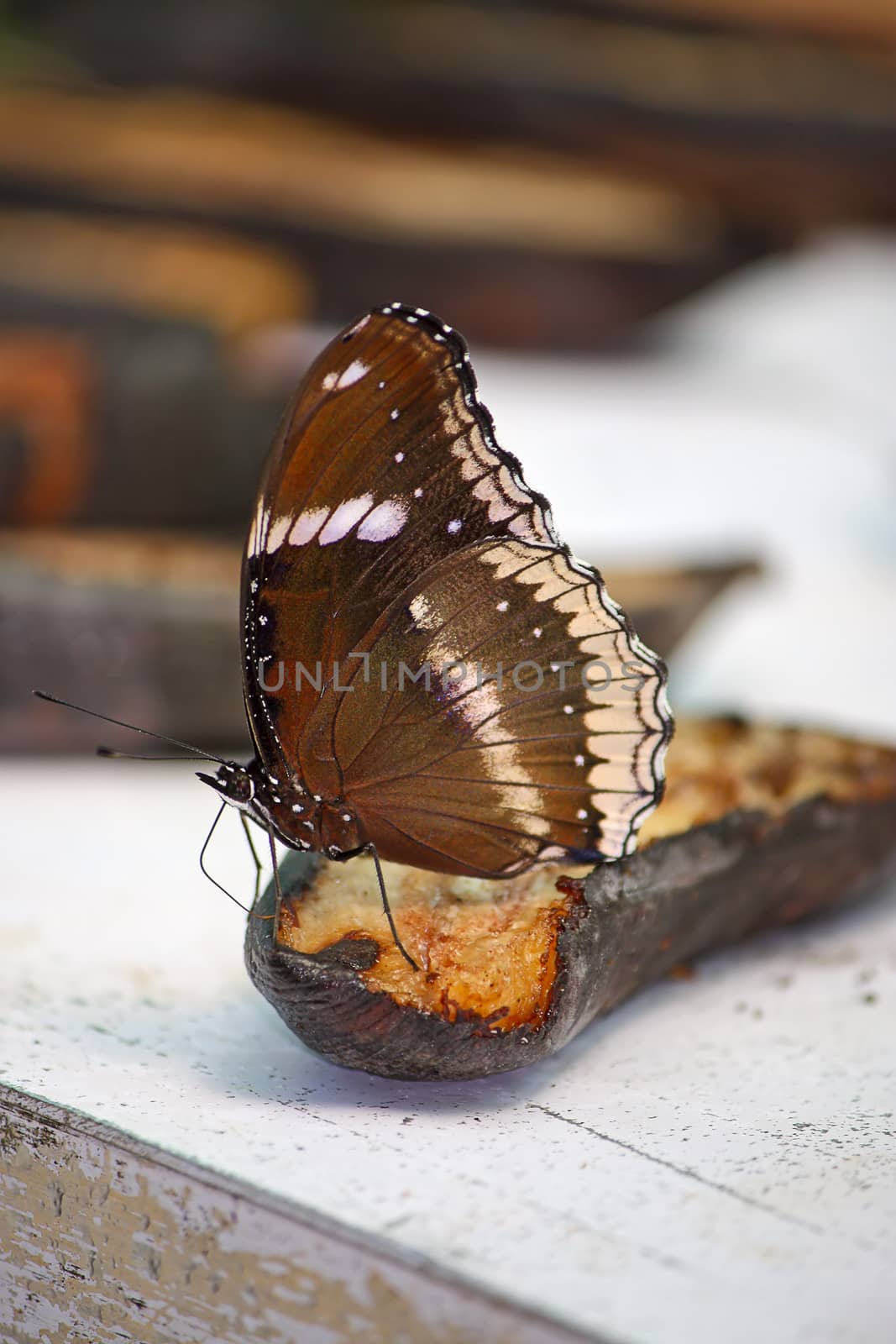 butterfly by zhannaprokopeva