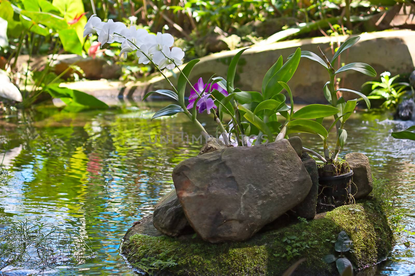 Beautiful orchid flowers in a pot on a background the pond.