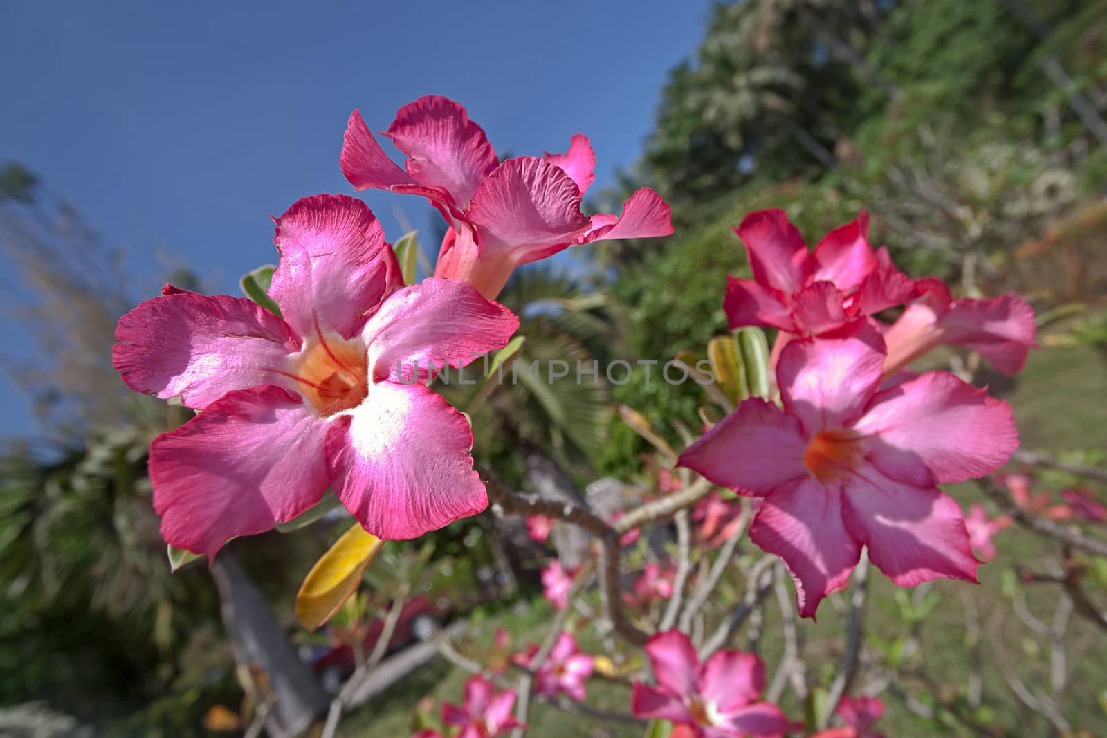 Adenium flowers  closeup on  background of blue sky, Thailand.