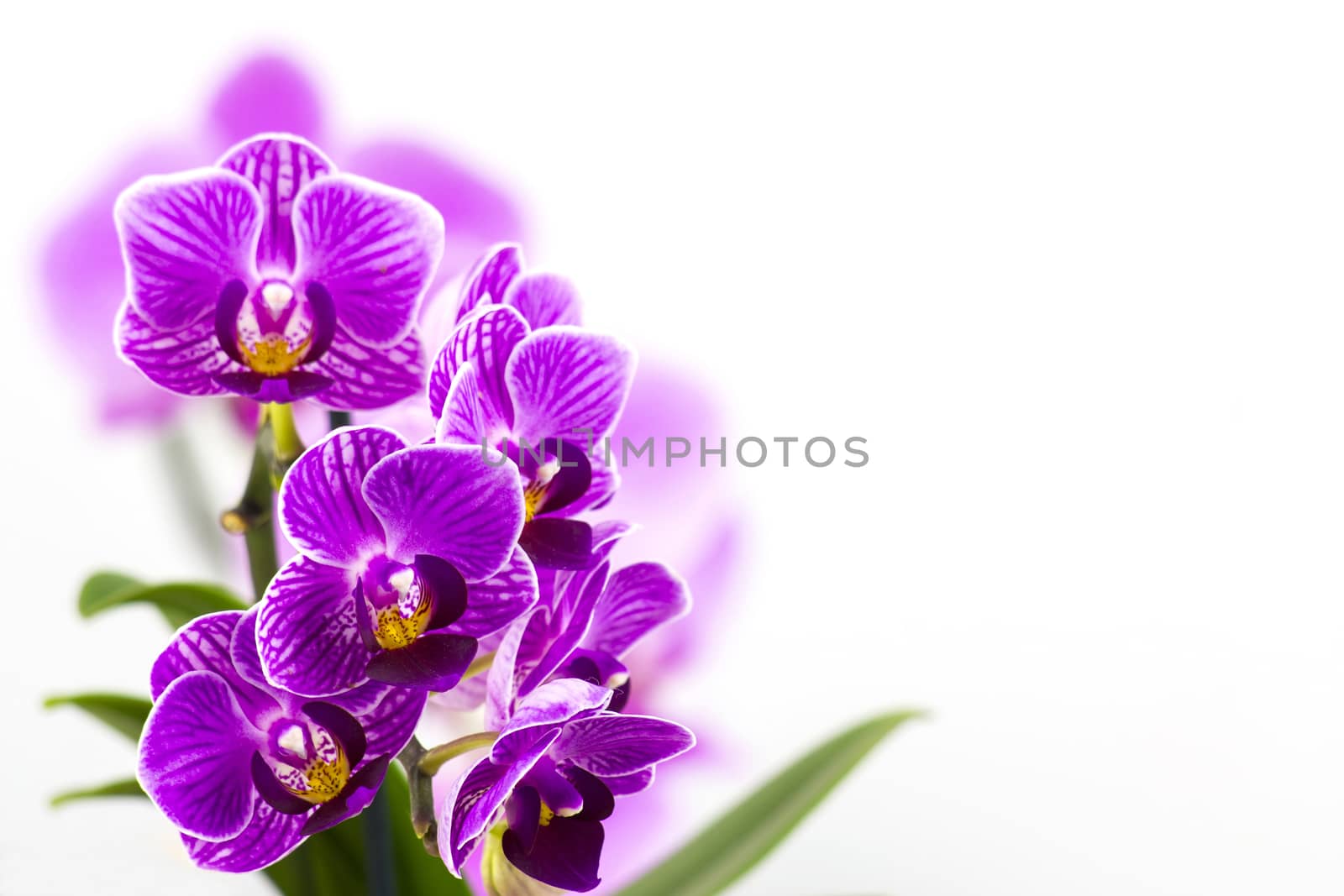 Beautiful pink orchid  - phalaenopsis